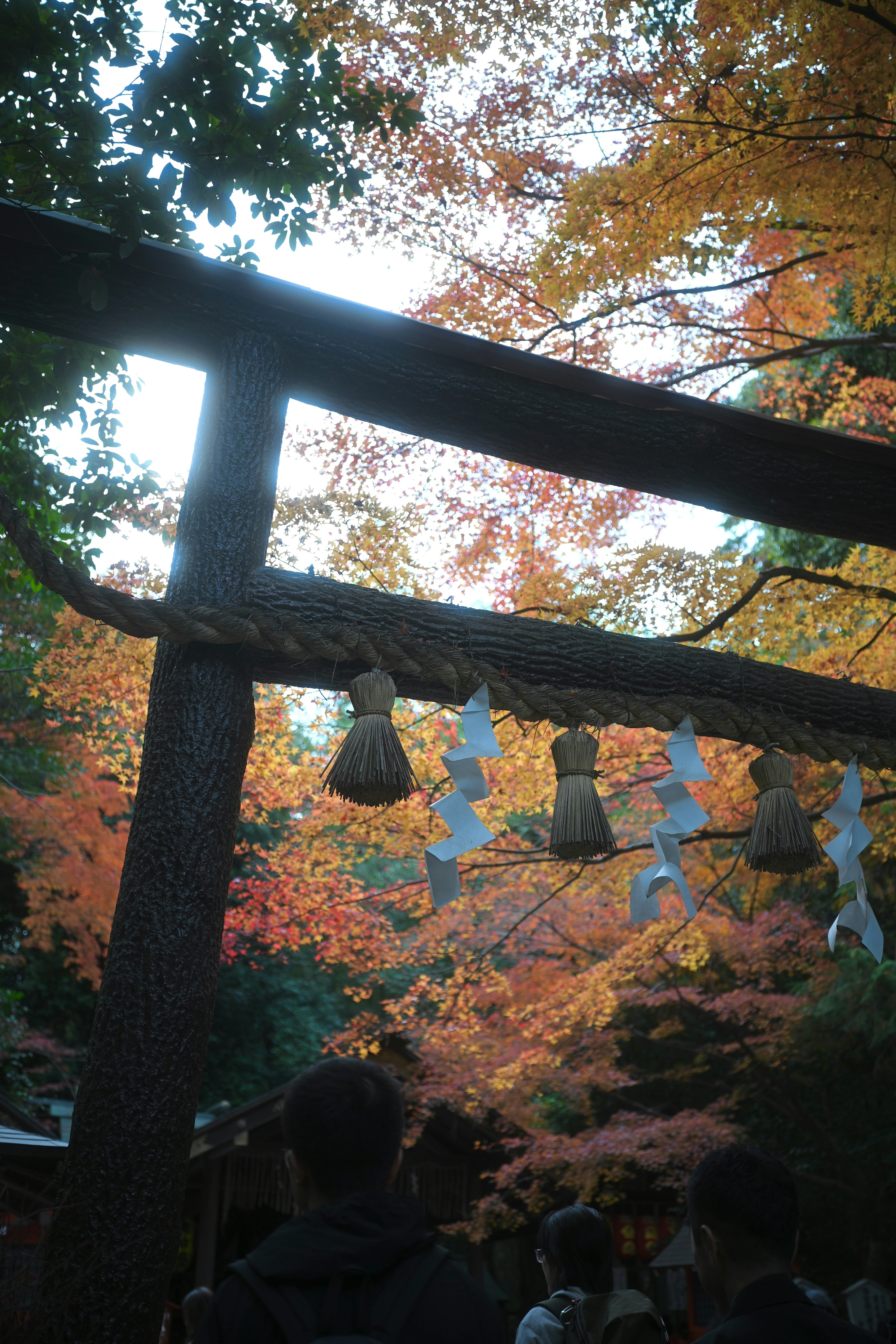 A wooden torii gate with shimenawa rope and paper streamers under autumn maple trees.