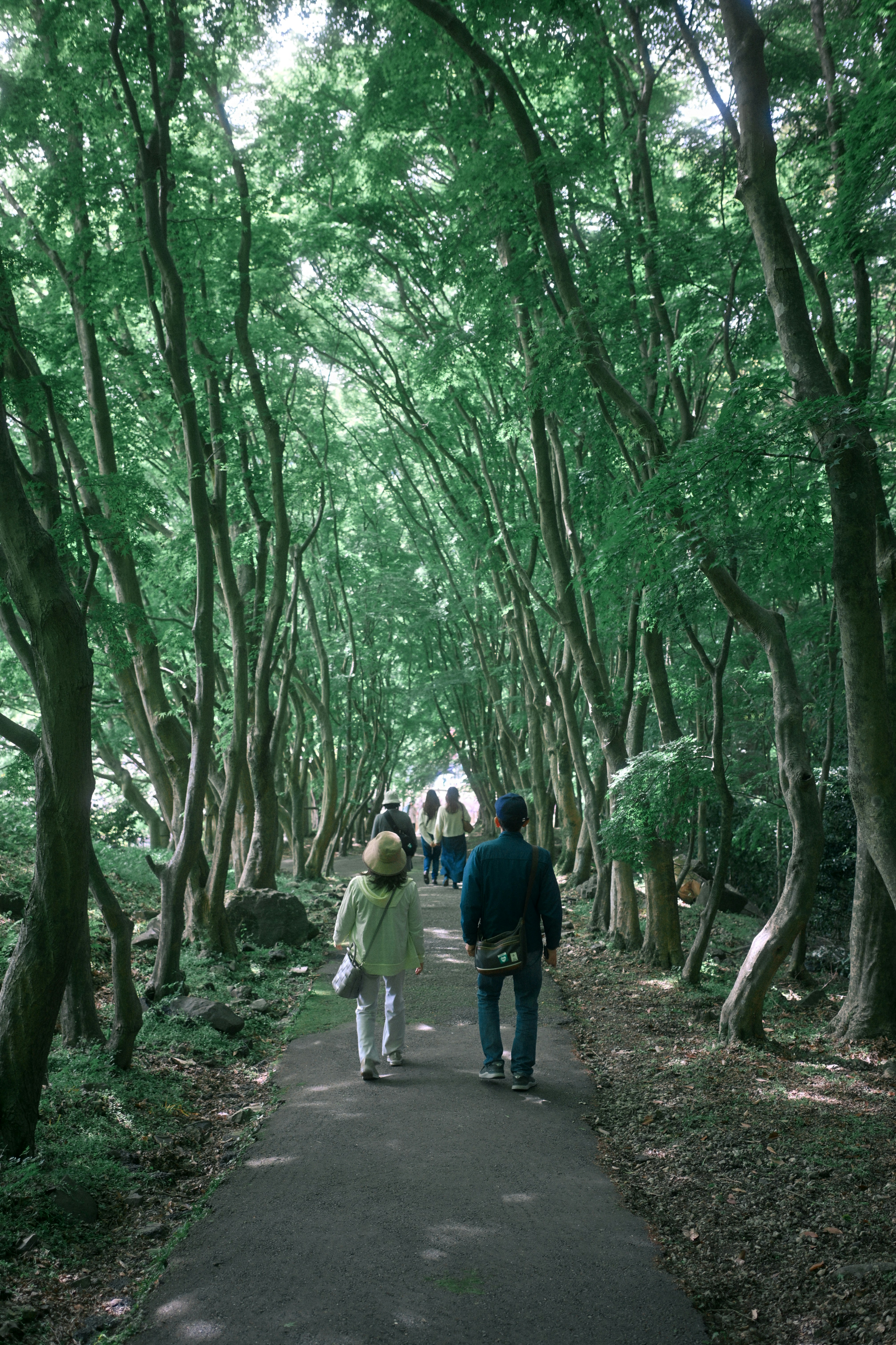 A group of people walking along a path through a dense green forest.