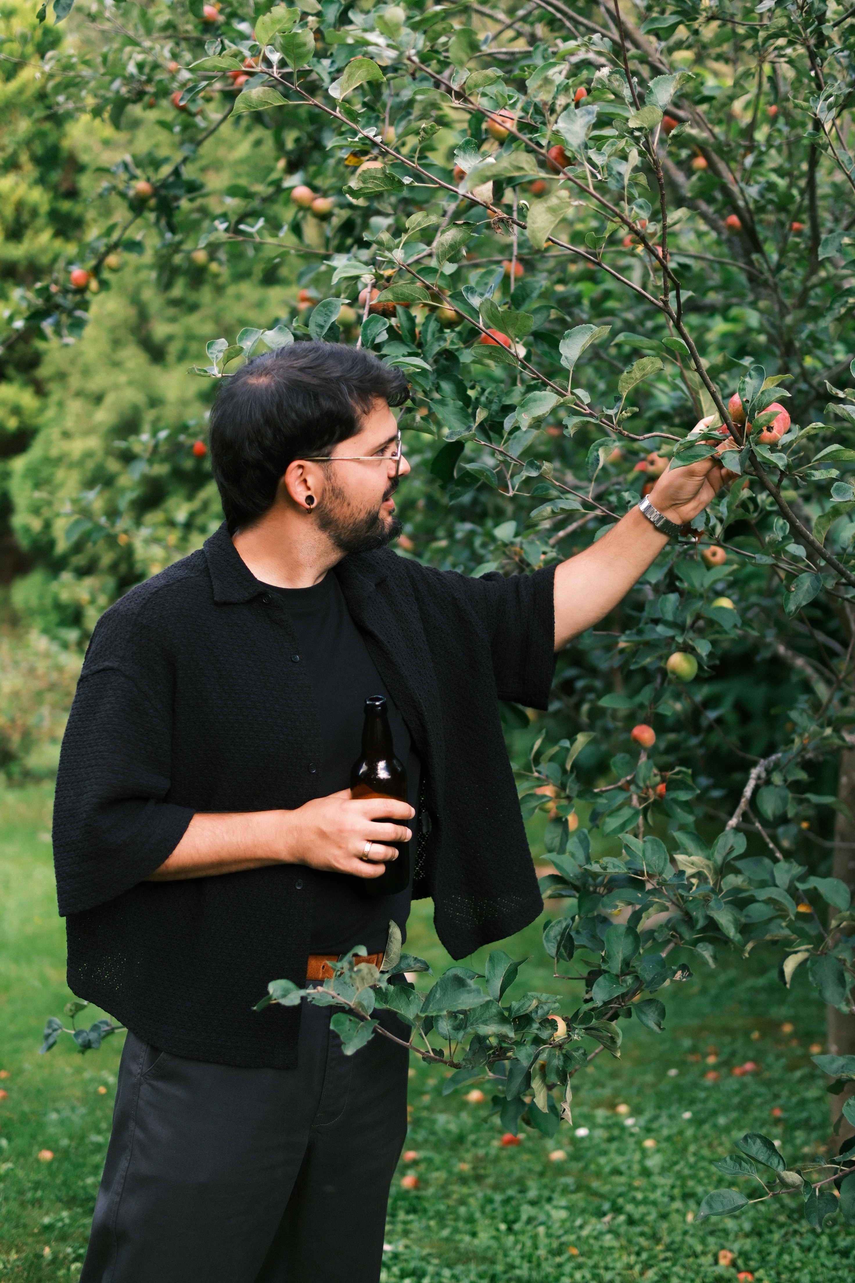 A man in a black shirt holding a bottle while picking apples from a tree