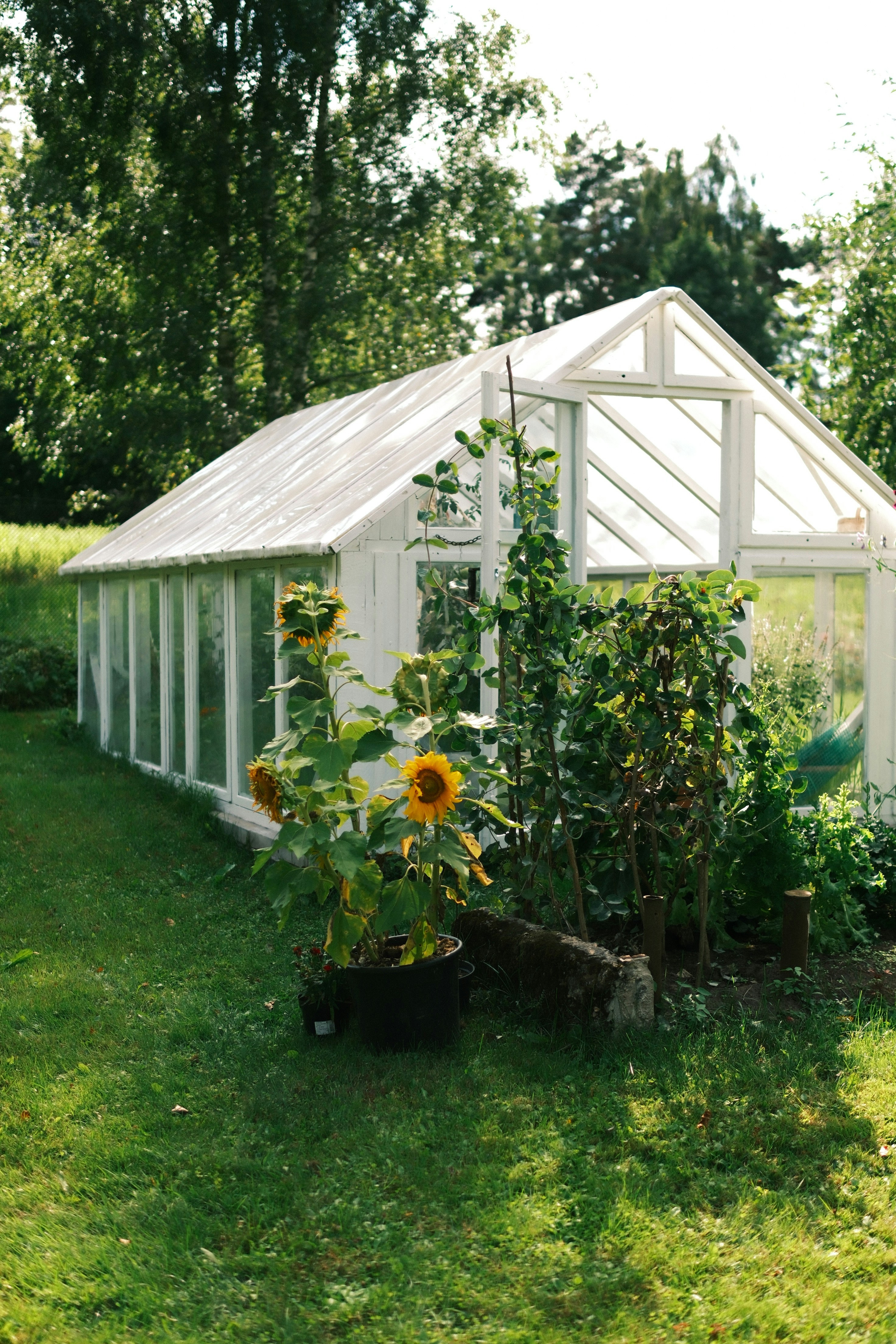 Sunflowers in a black pot beside a white greenhouse in a garden.