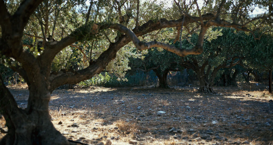 Gnarled olive trees in a sunlit, rocky grove