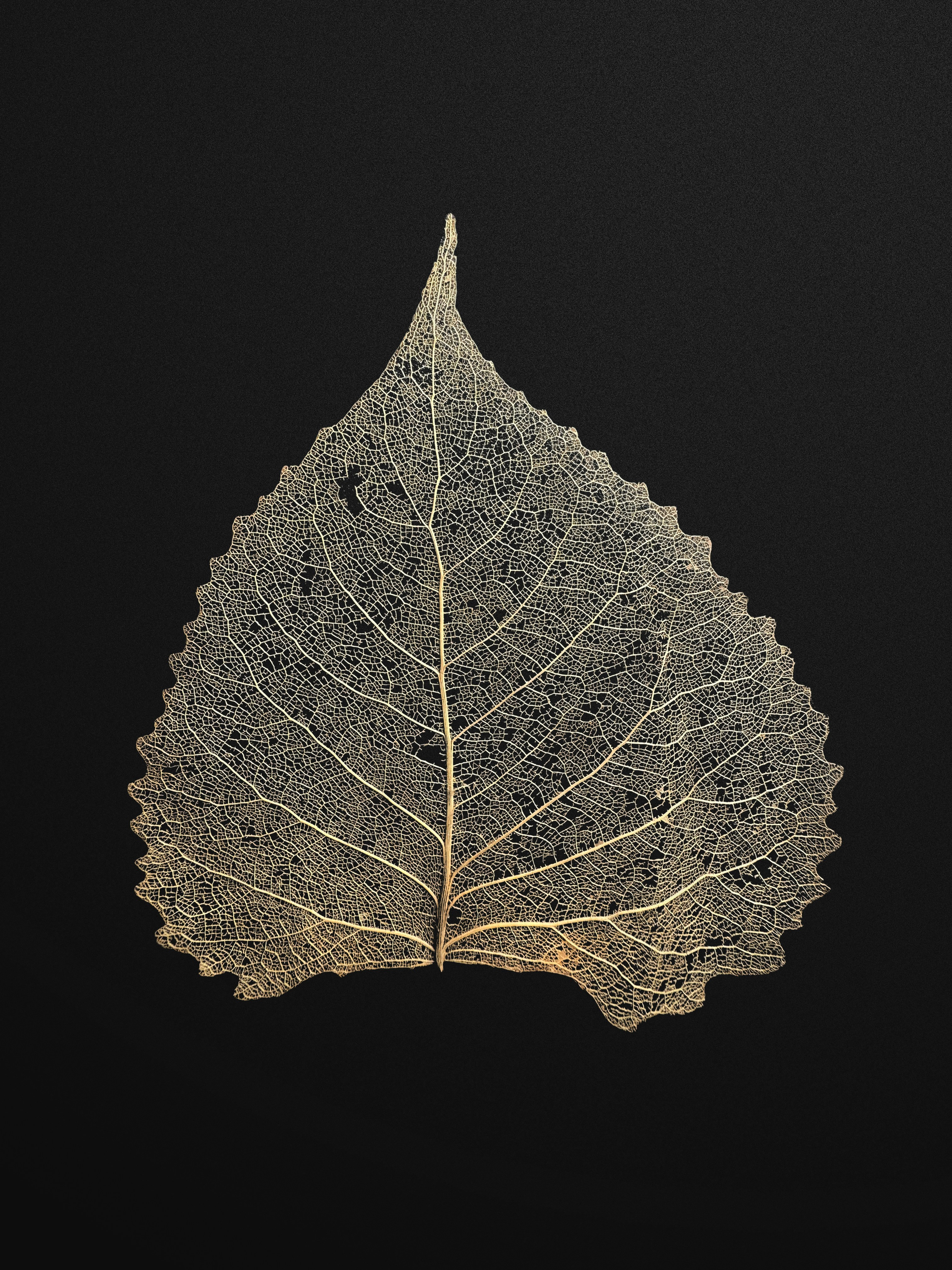 A delicate golden leaf skeleton with intricate veins on a black background