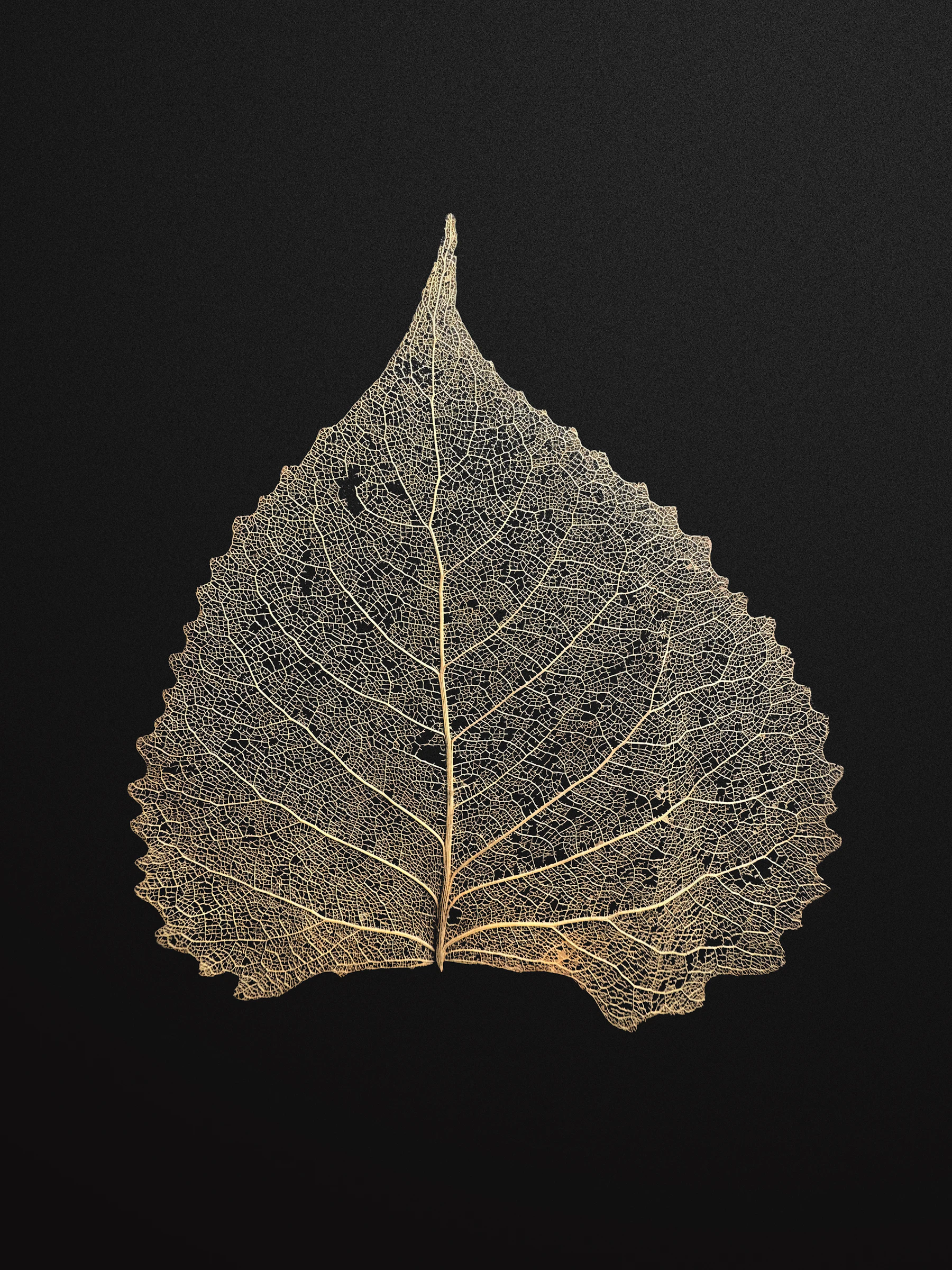 A single leaf skeleton with every vein intact, pale gold against a black background