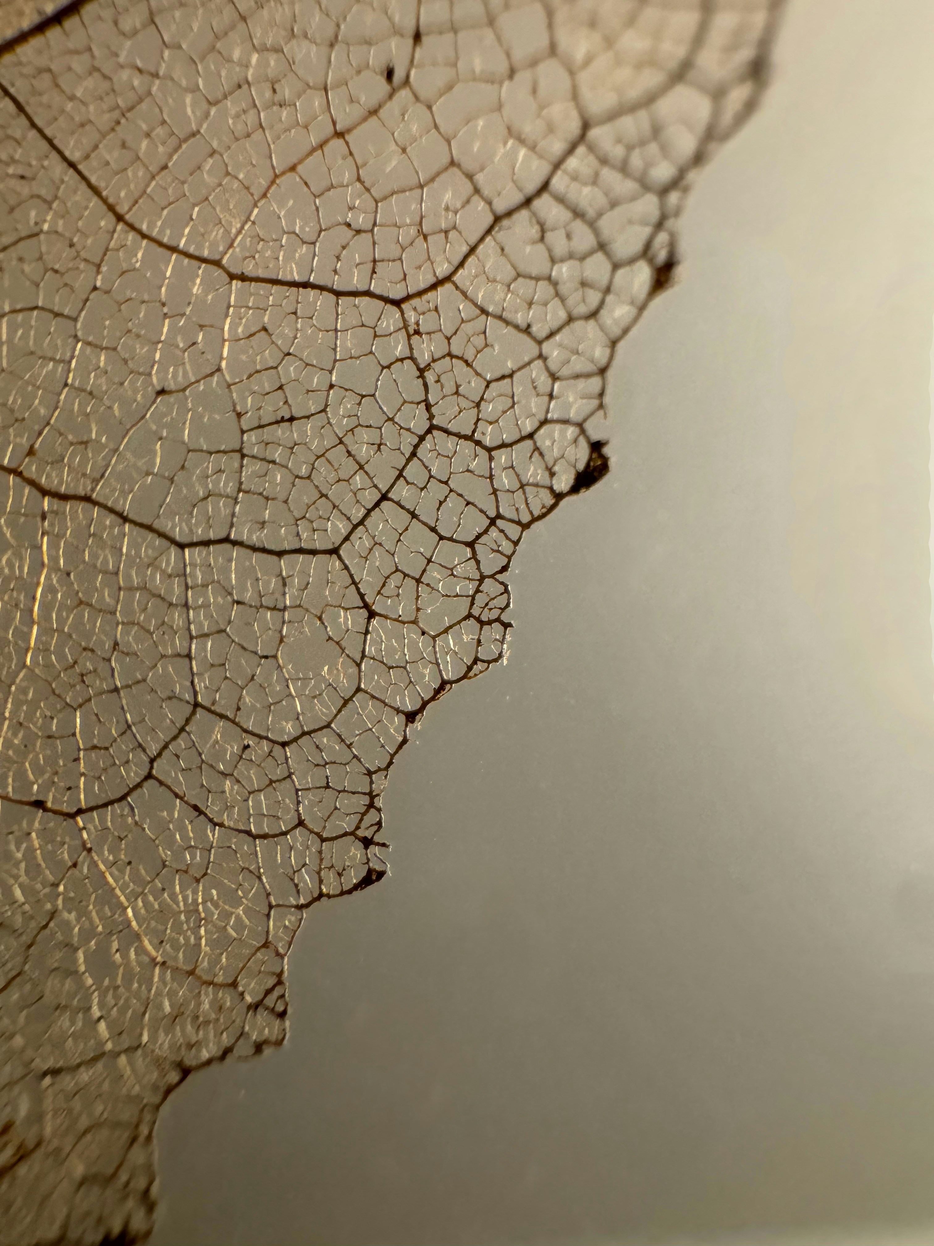 A macro view of a delicate, translucent leaf skeleton with intricate brown veins