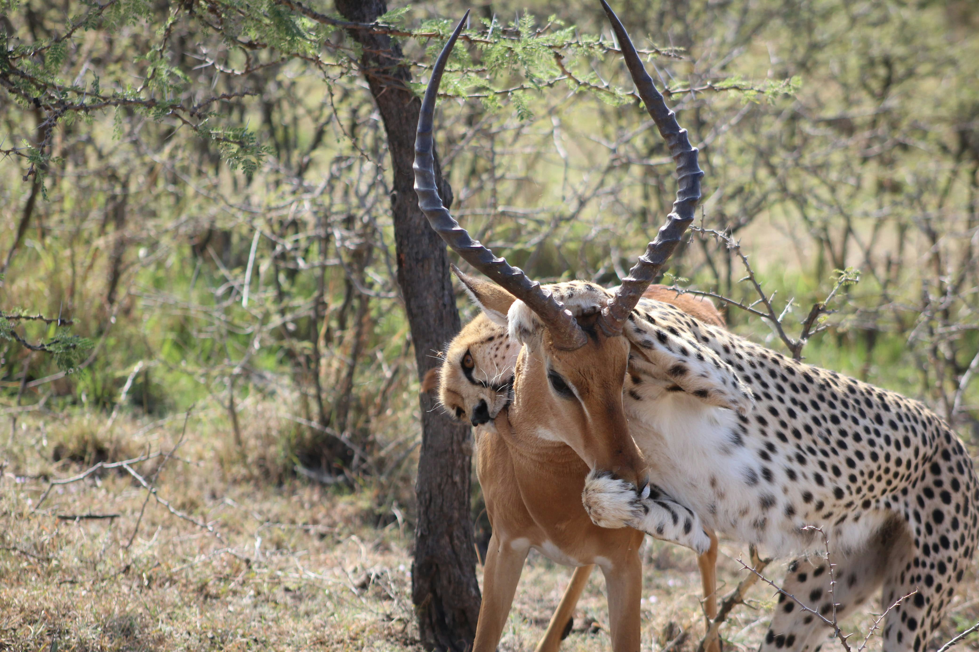 A cheetah attacking an impala in a dry, brushy savanna landscape