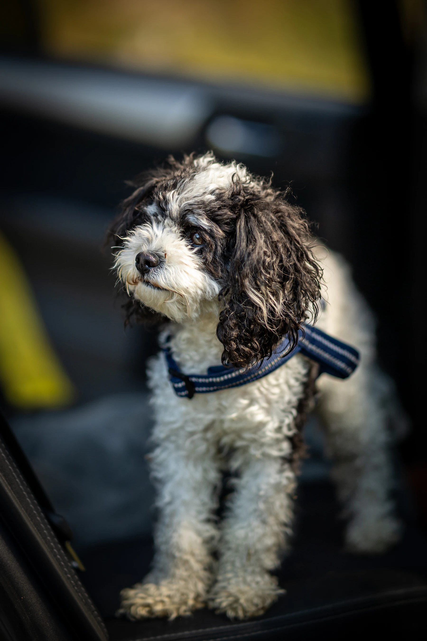 Small dog wearing a harness while riding inside a car