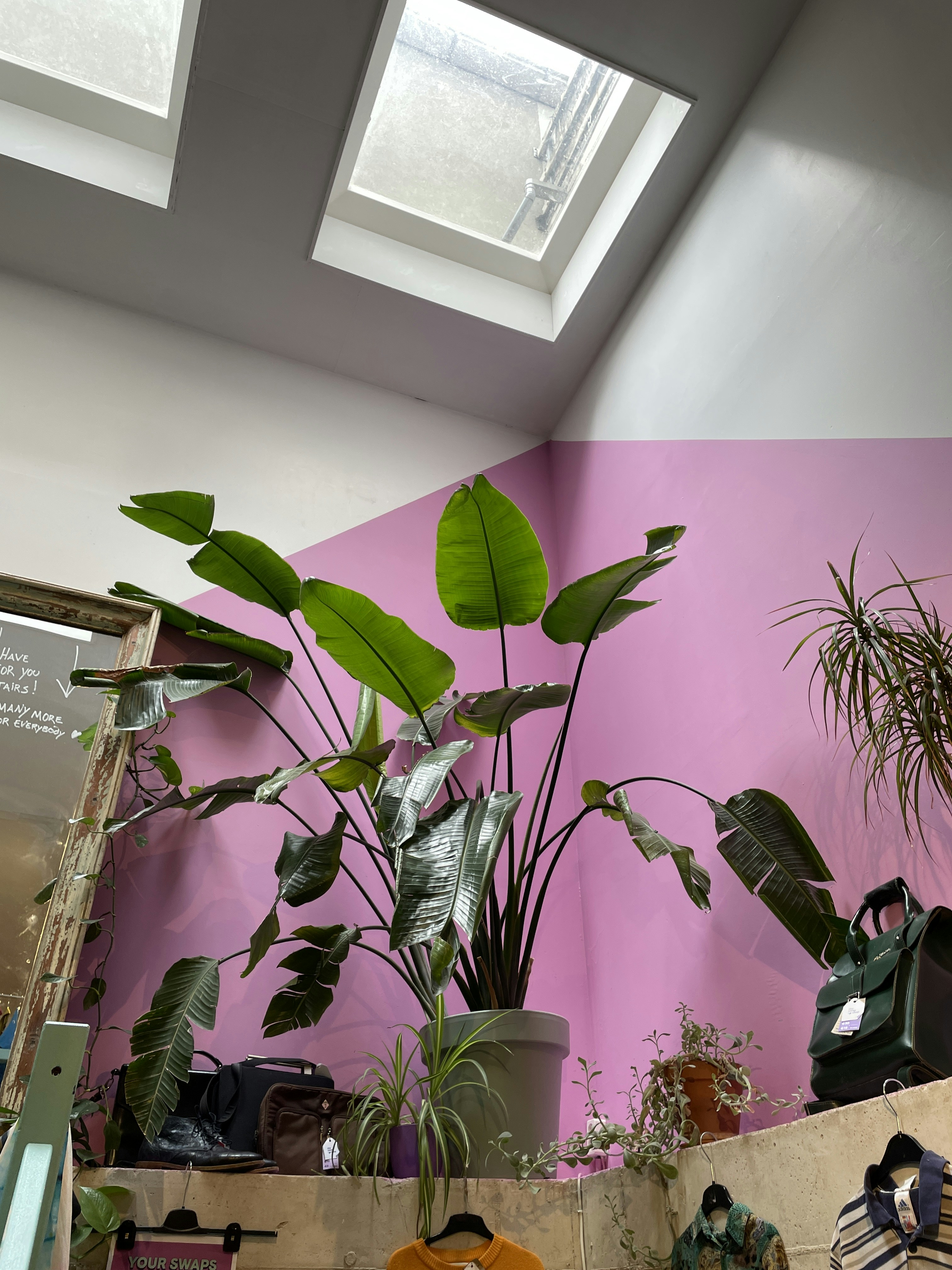 A large bird of paradise plant in a grey pot against a pink wall