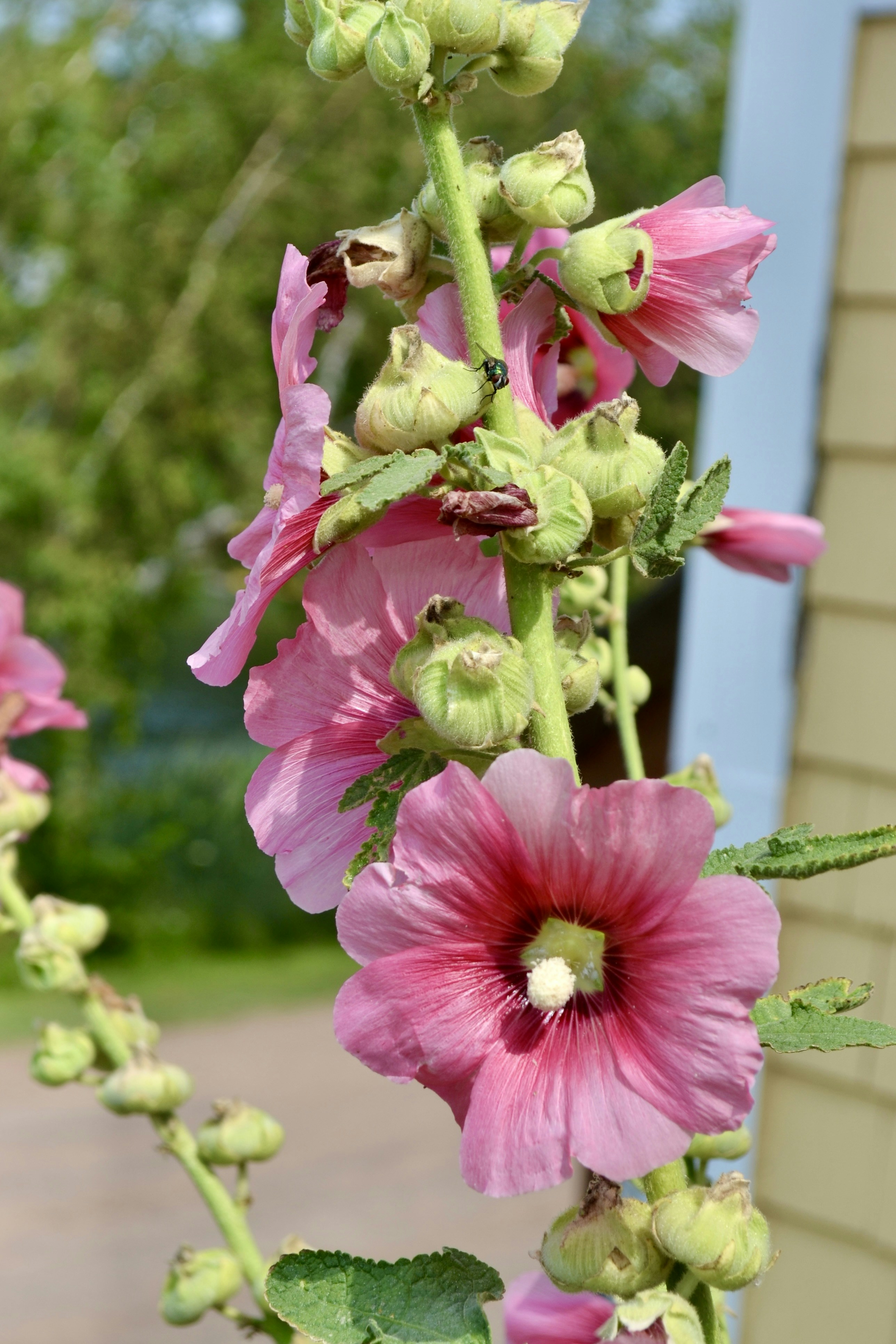 A tall stalk of pink hollyhock flowers with a small green insect