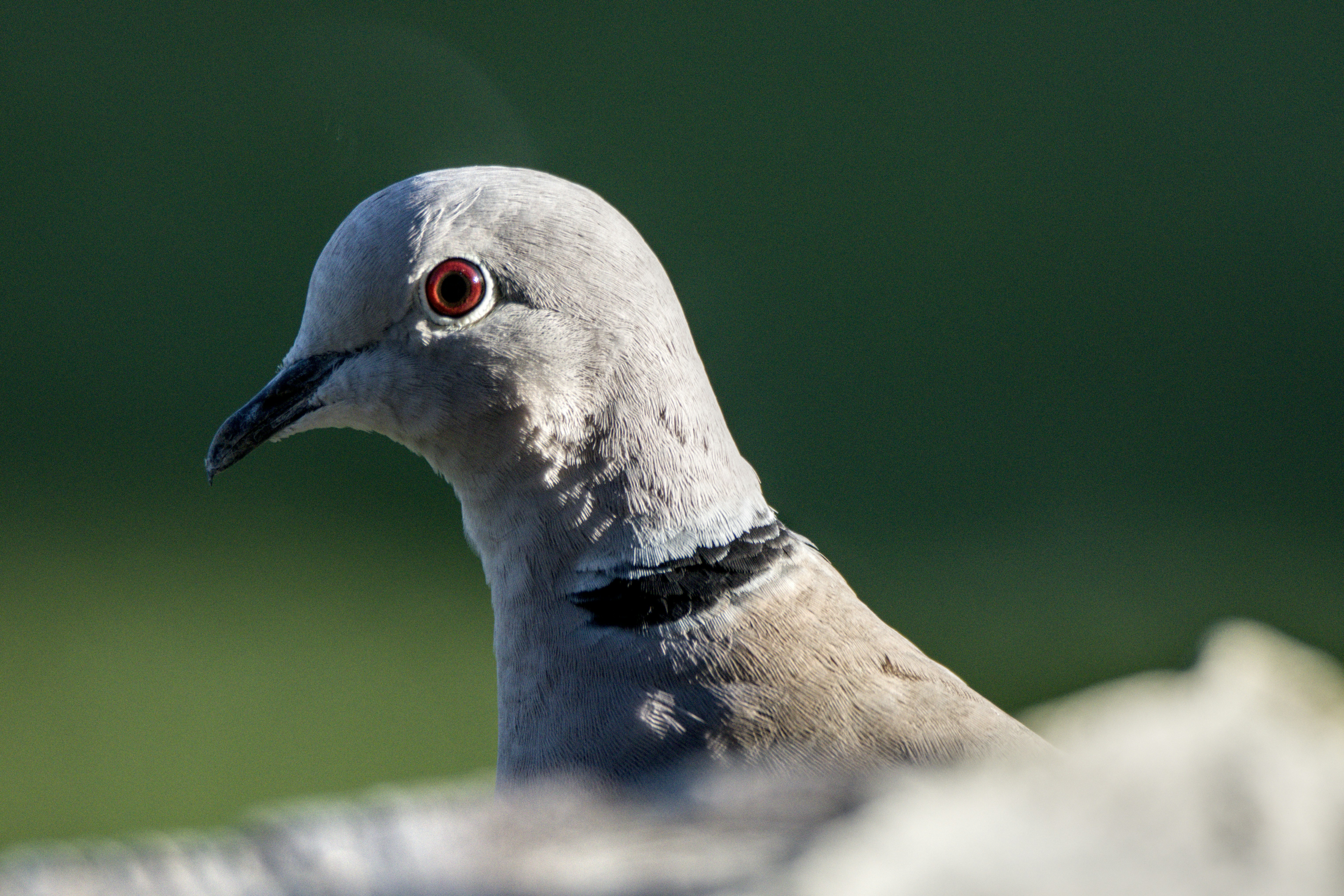 A Eurasian collared dove with a distinctive black neck ring and red eyes