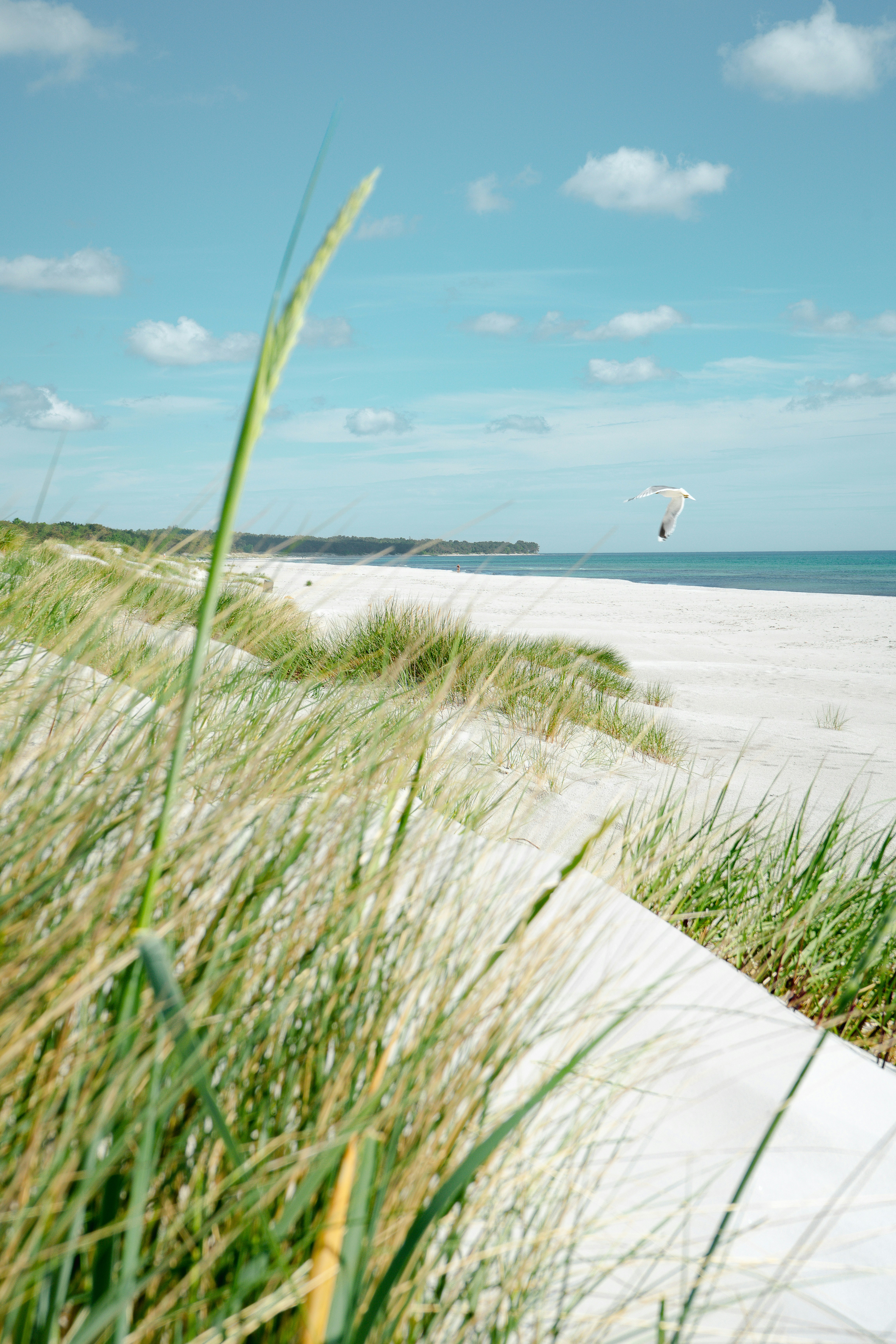A seagull flying over a white sand beach with tall dune grass.