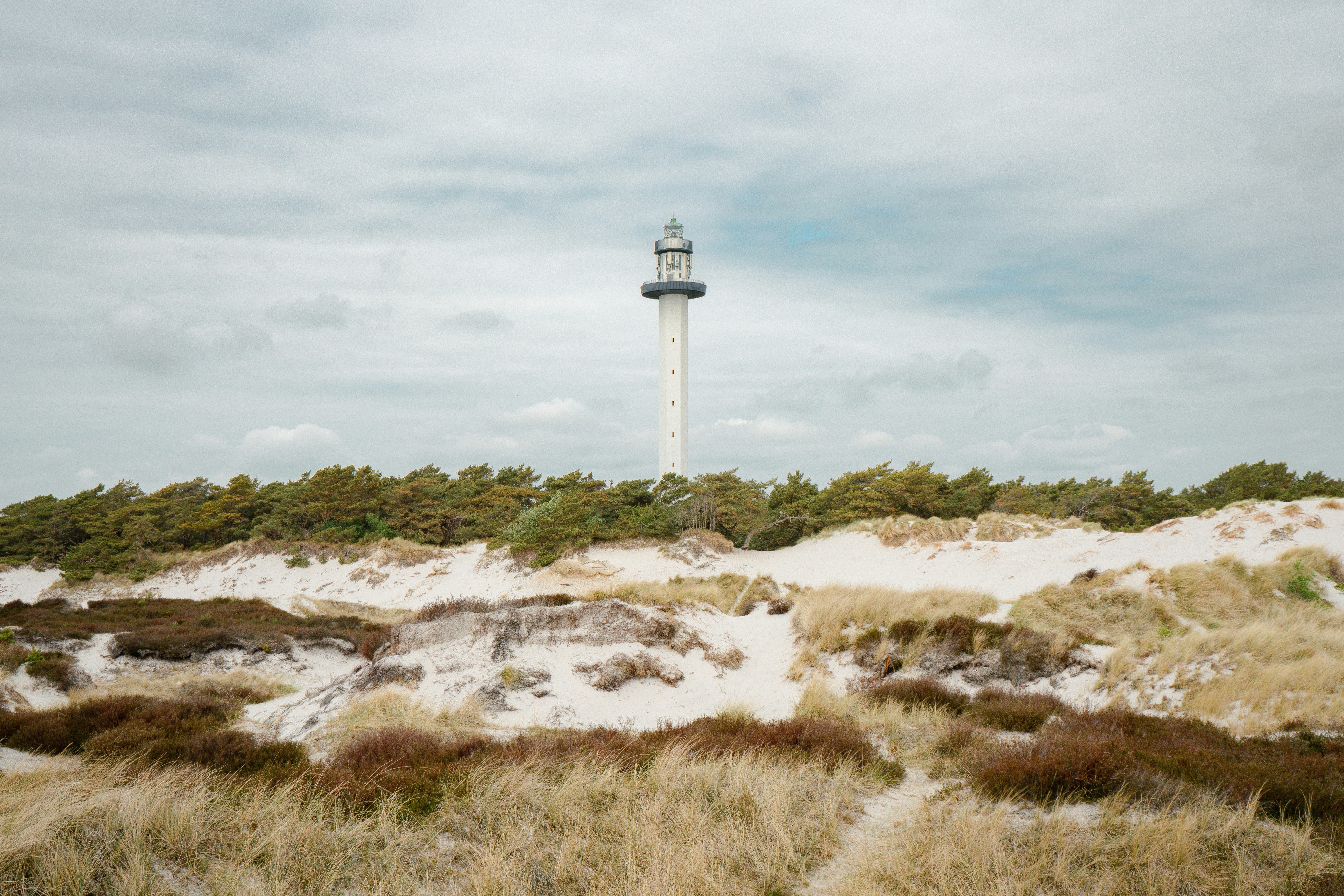 A tall white lighthouse rising above sand dunes and a line of pine trees.