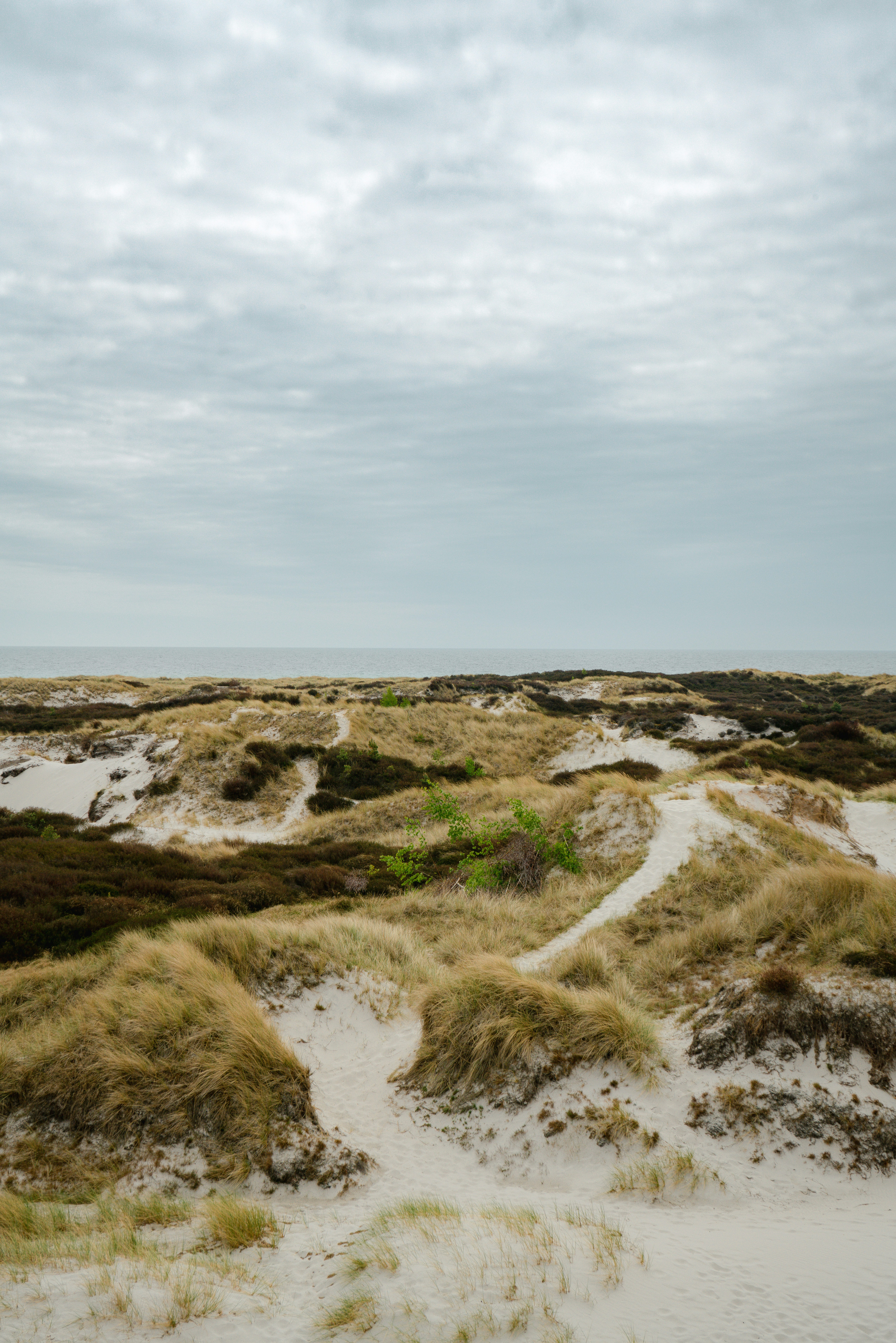Sandy dunes with tall grass and dark shrubs under a cloudy sky.