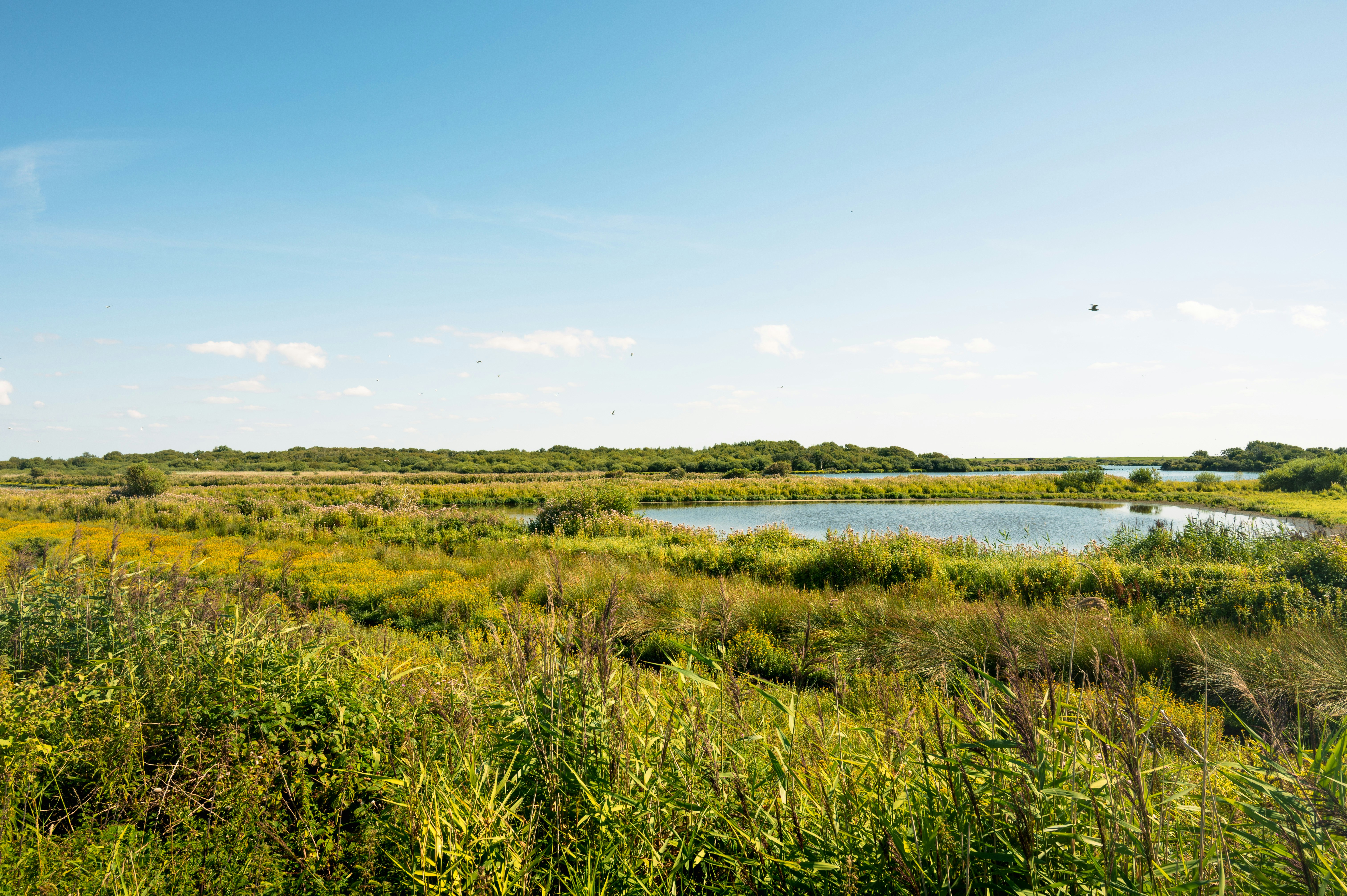A small pond surrounded by green marshland and yellow wildflowers under a blue sky