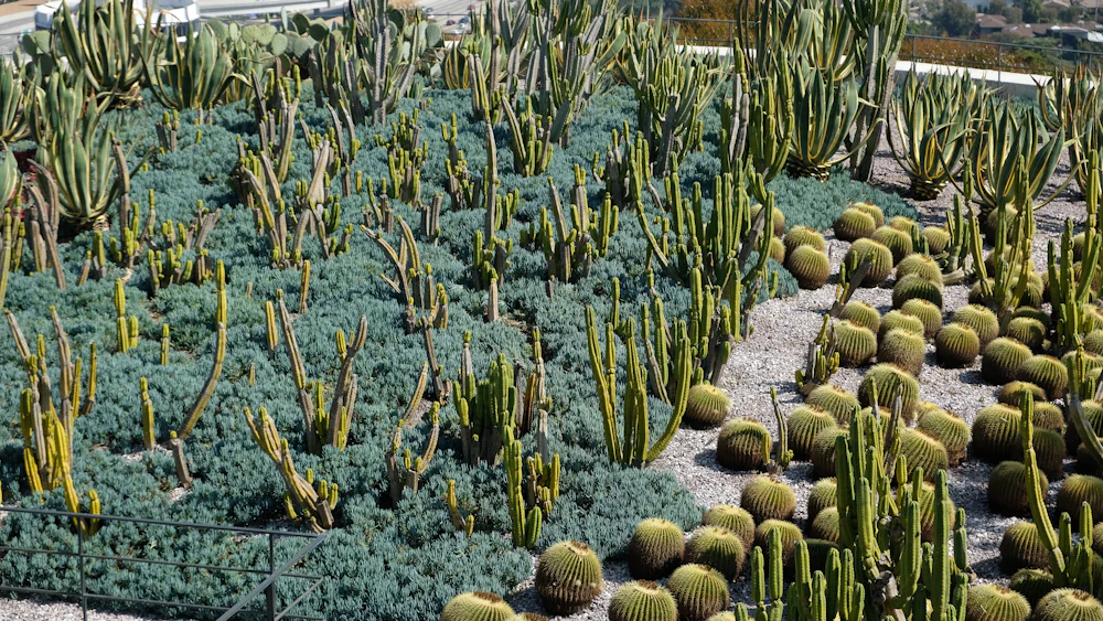 Xeriscaping & Turf in Carrollton, TX