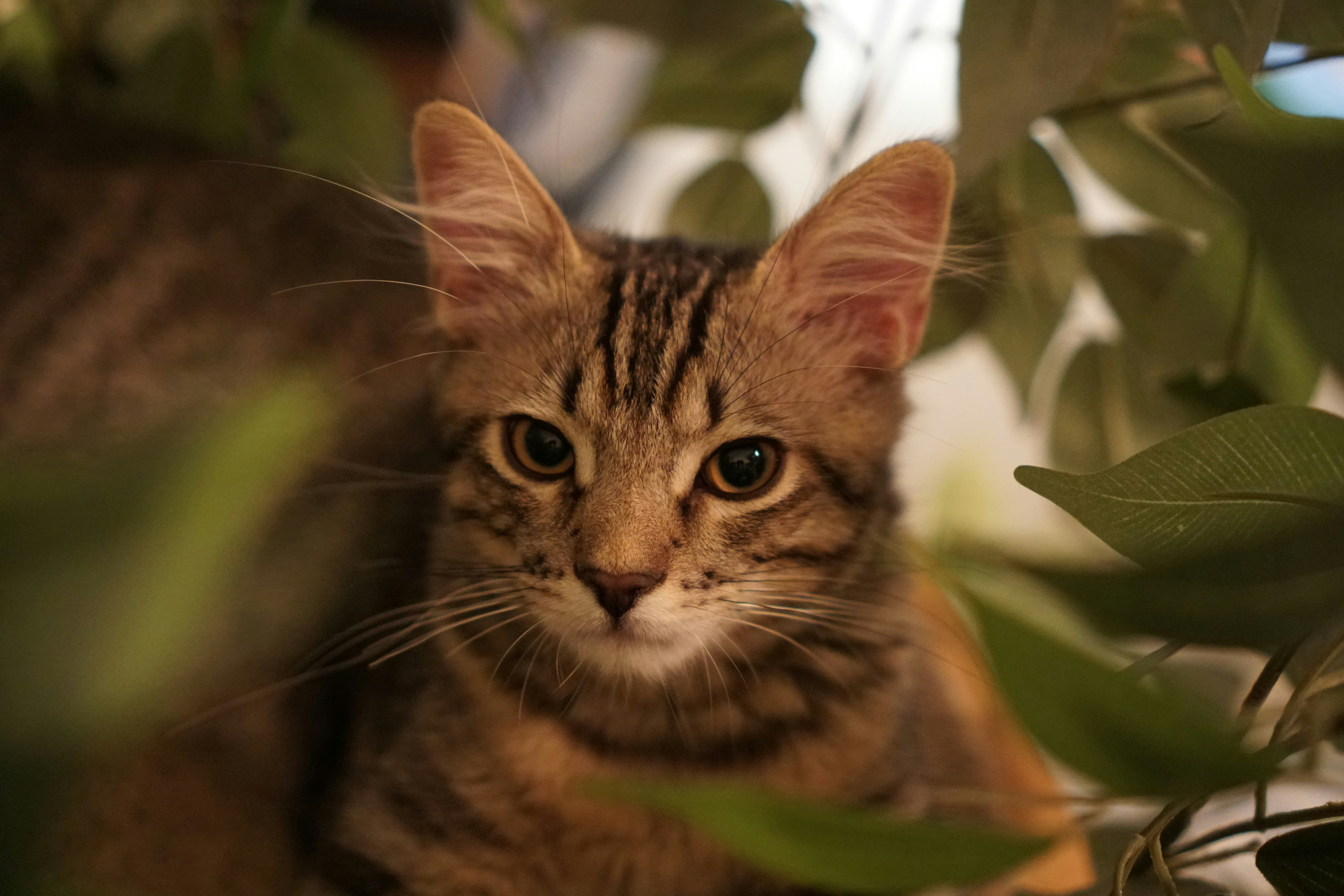 A brown tabby cat peering through green leaves