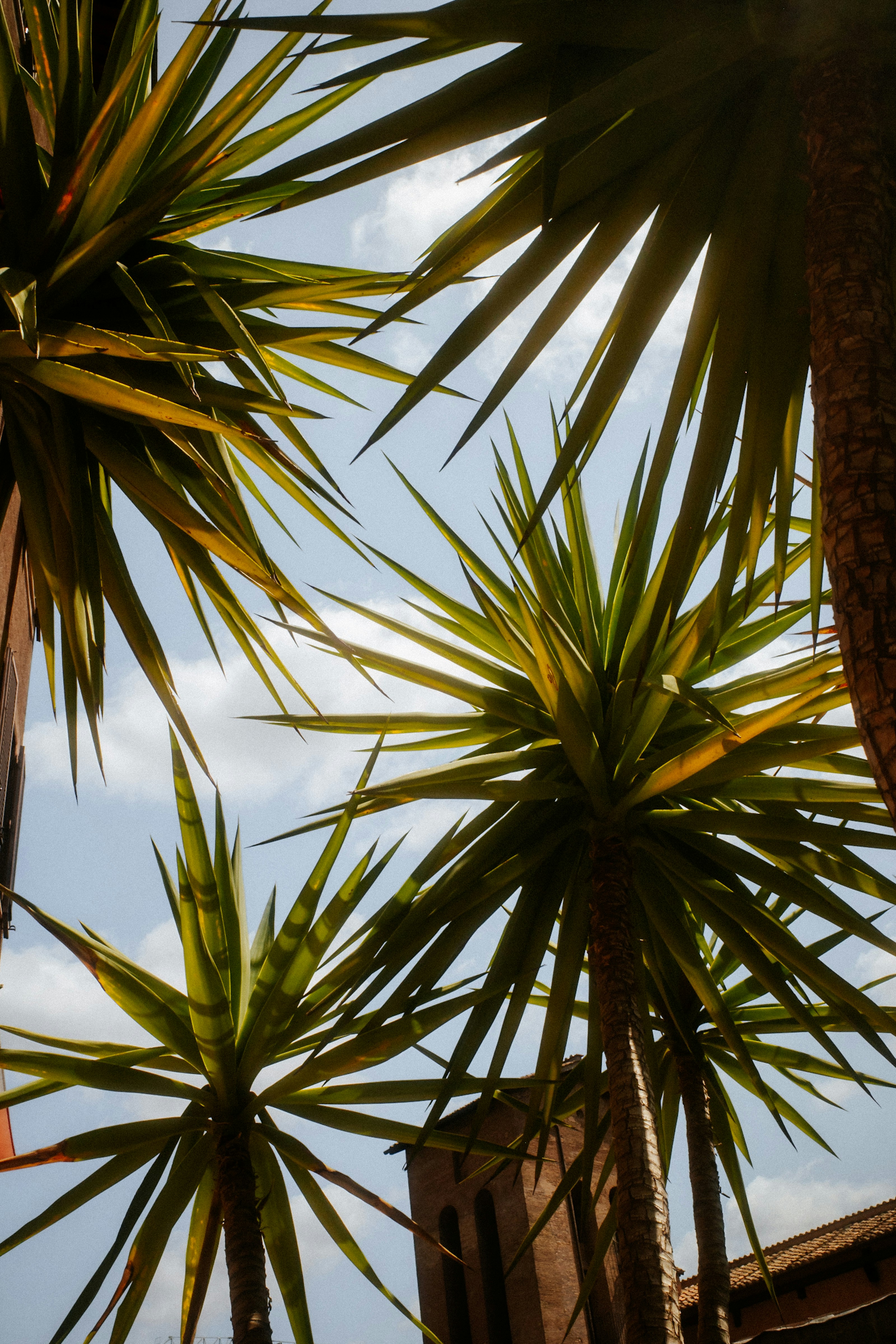 Three yucca plants with spiky green leaves against a bright blue sky.