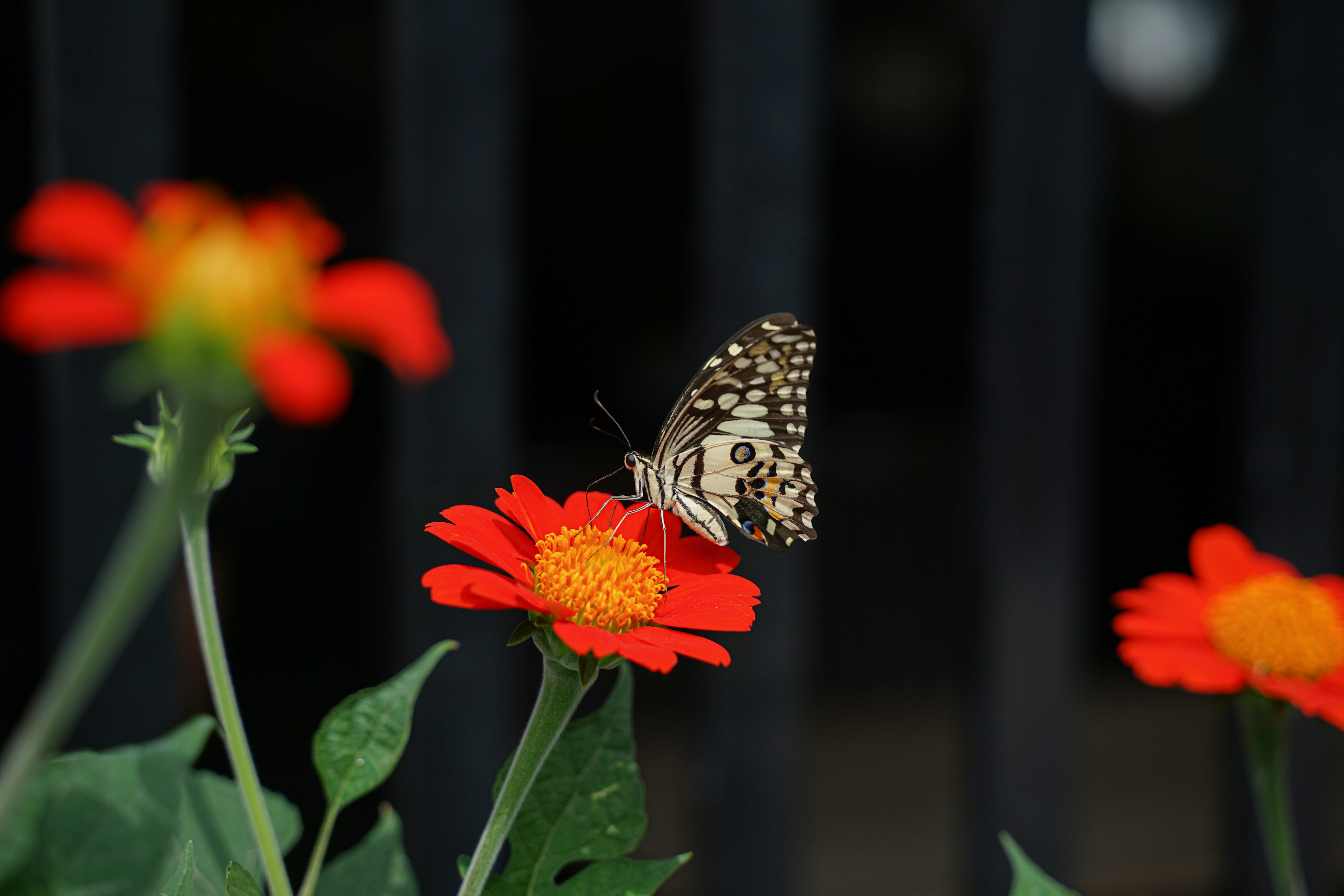 A lime butterfly with patterned wings on a bright red zinnia flower