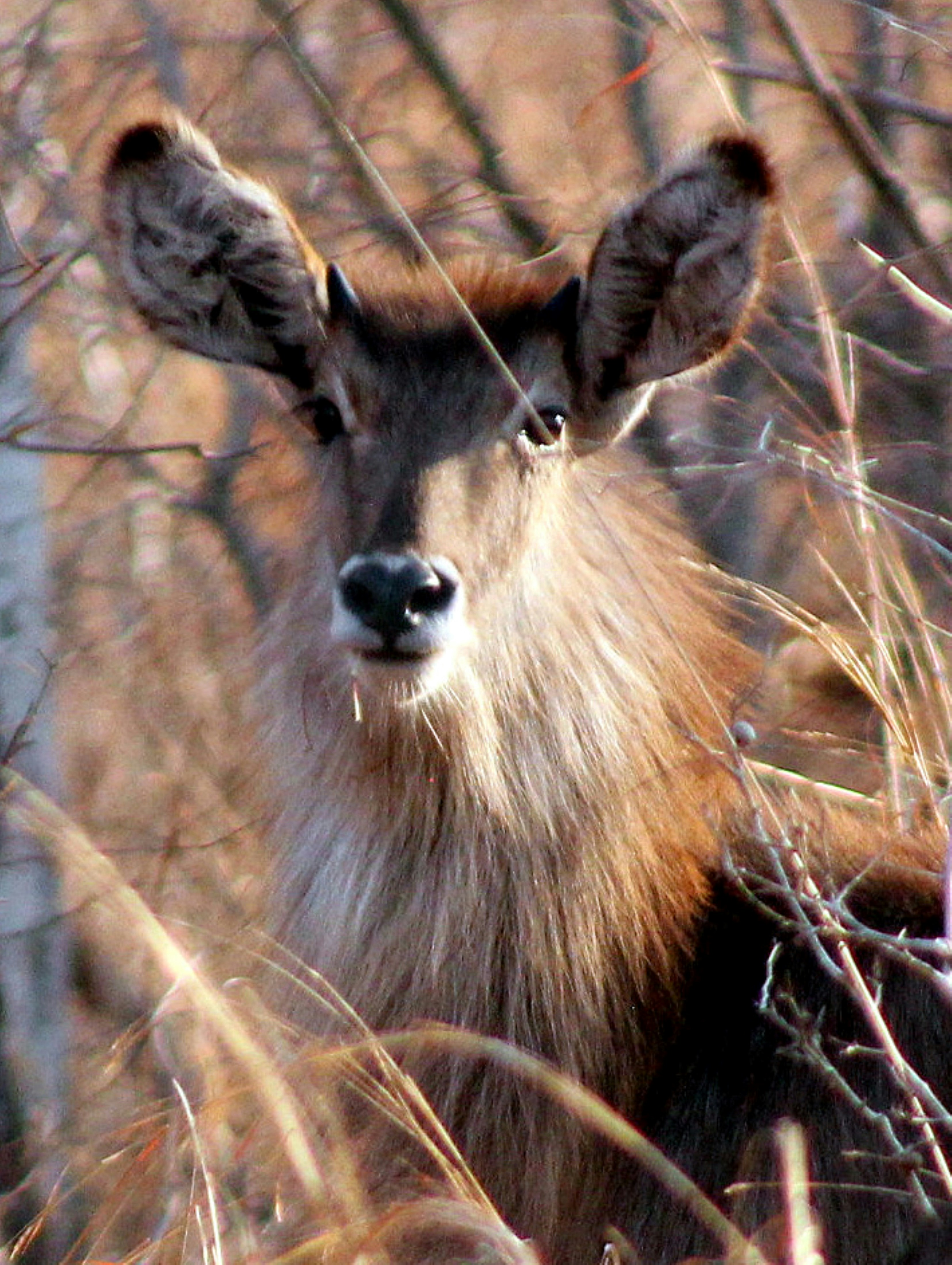 A waterbuck with shaggy brown fur peering through dry branches in golden light.