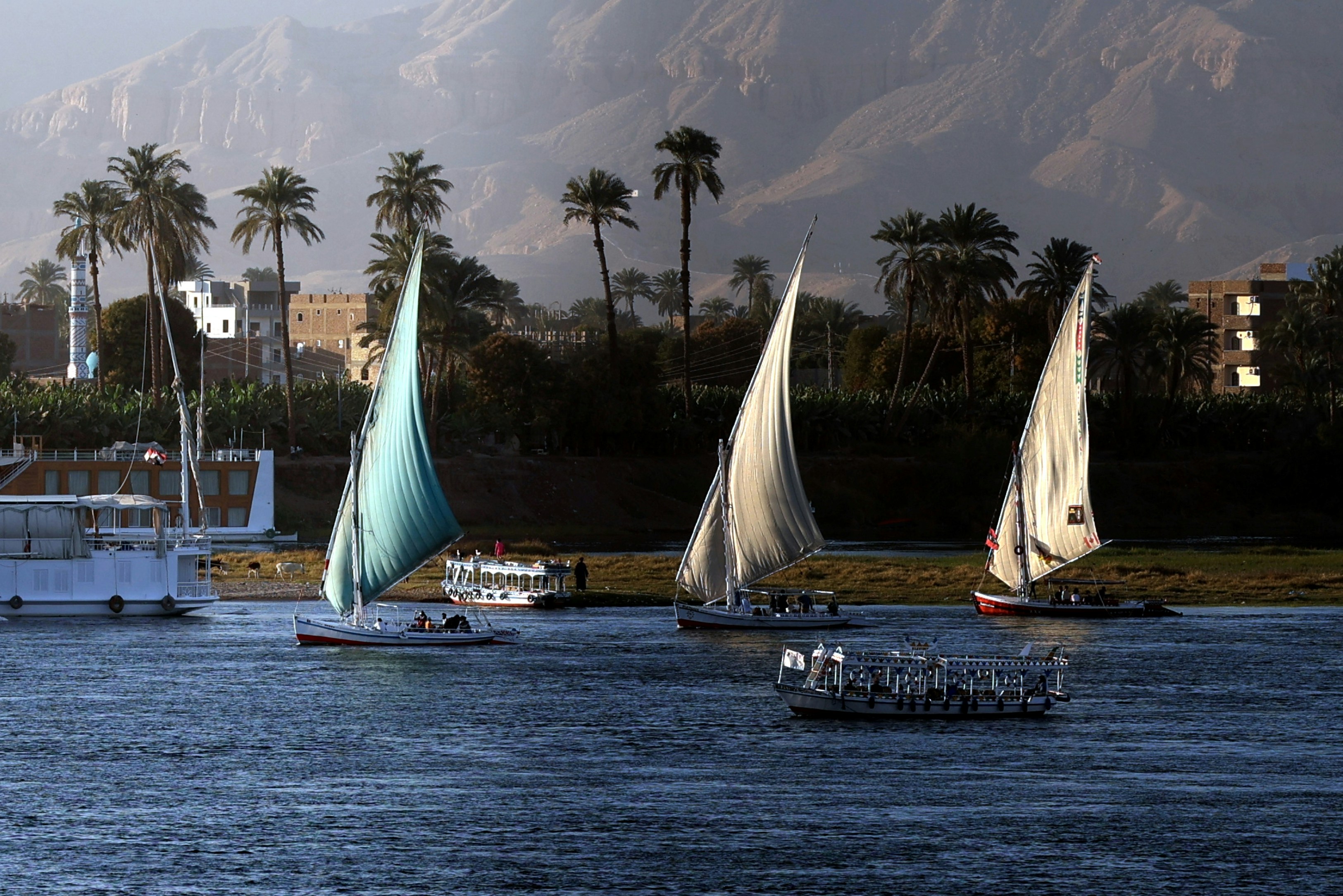 Three felucca sailboats on the Nile River with palm trees and mountains behind.