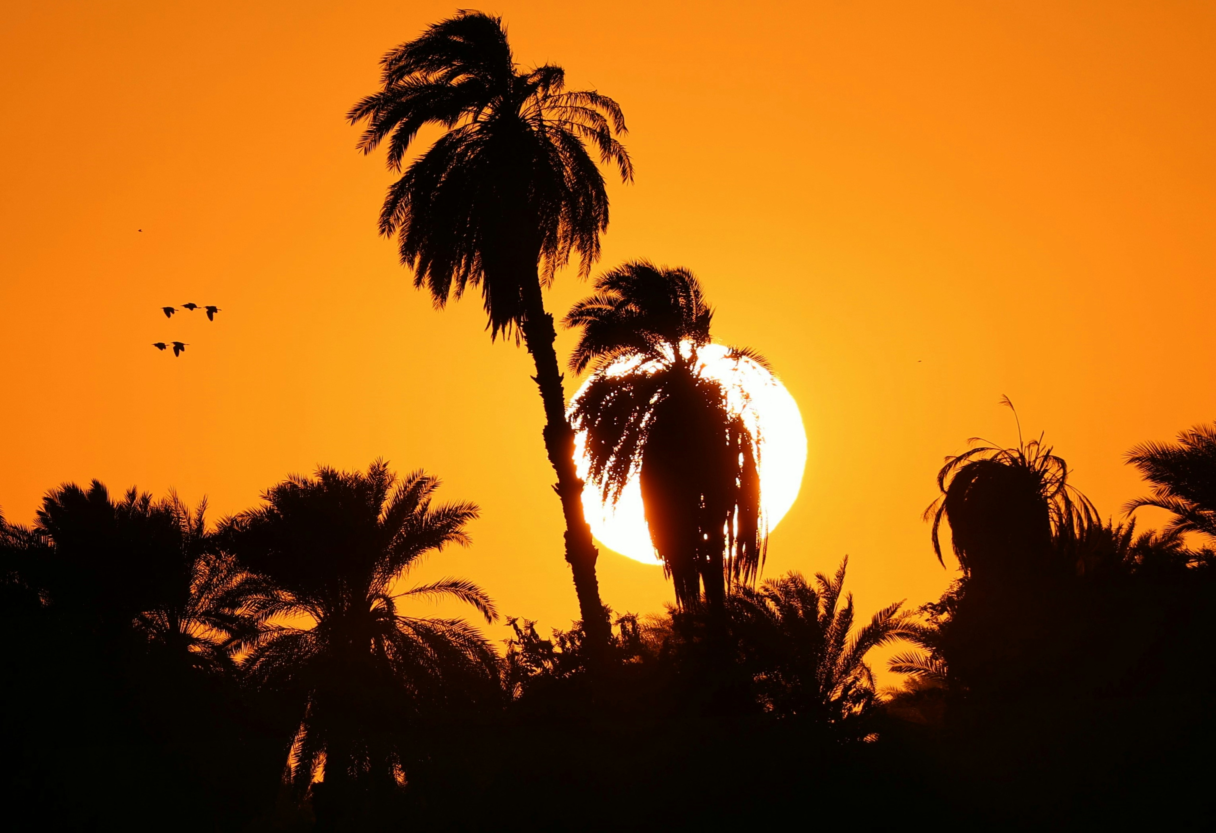 Silhouetted palm trees against a bright orange sky with a low sun.