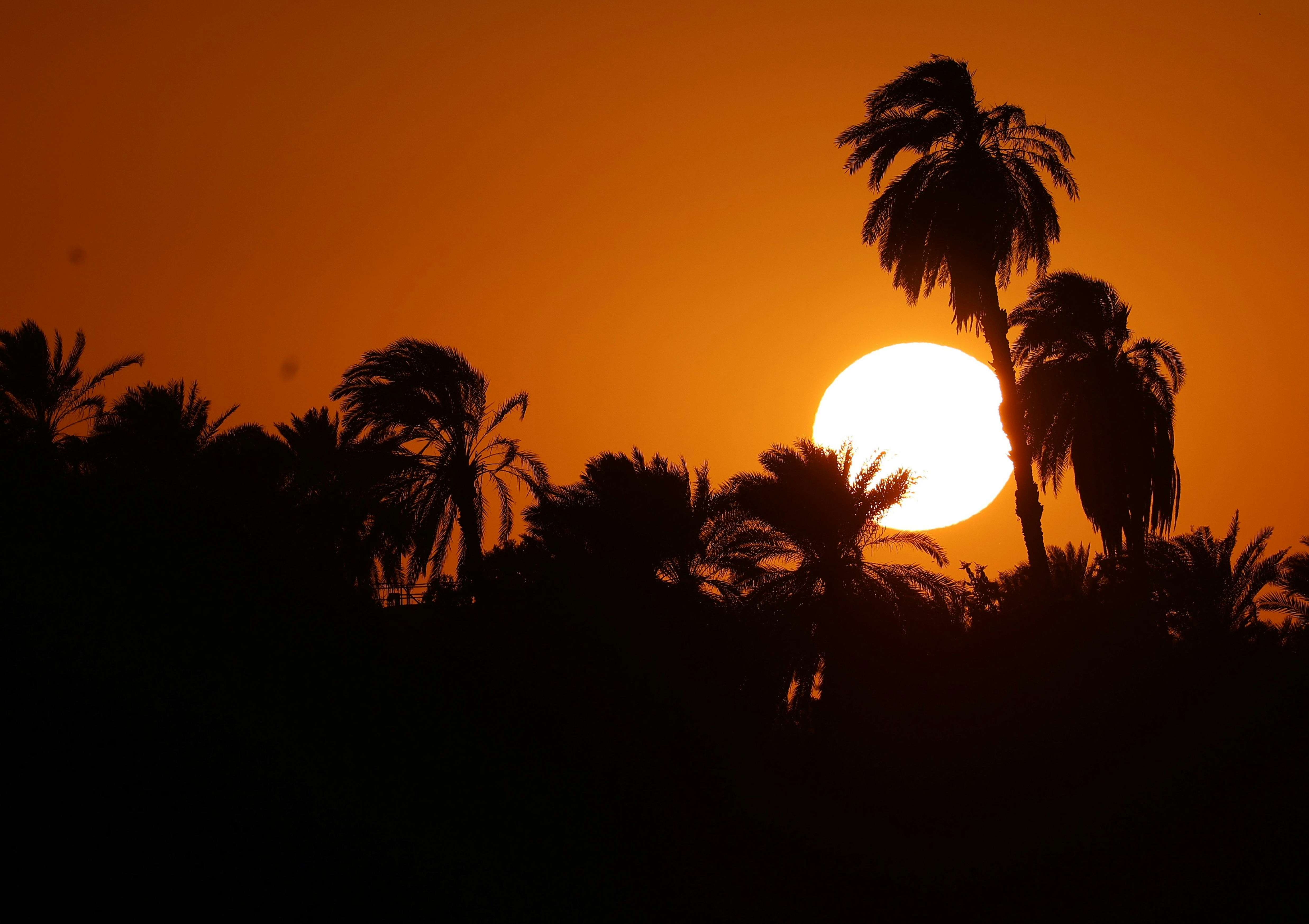 Silhouetted palm trees against a bright low sun and a warm orange sky.