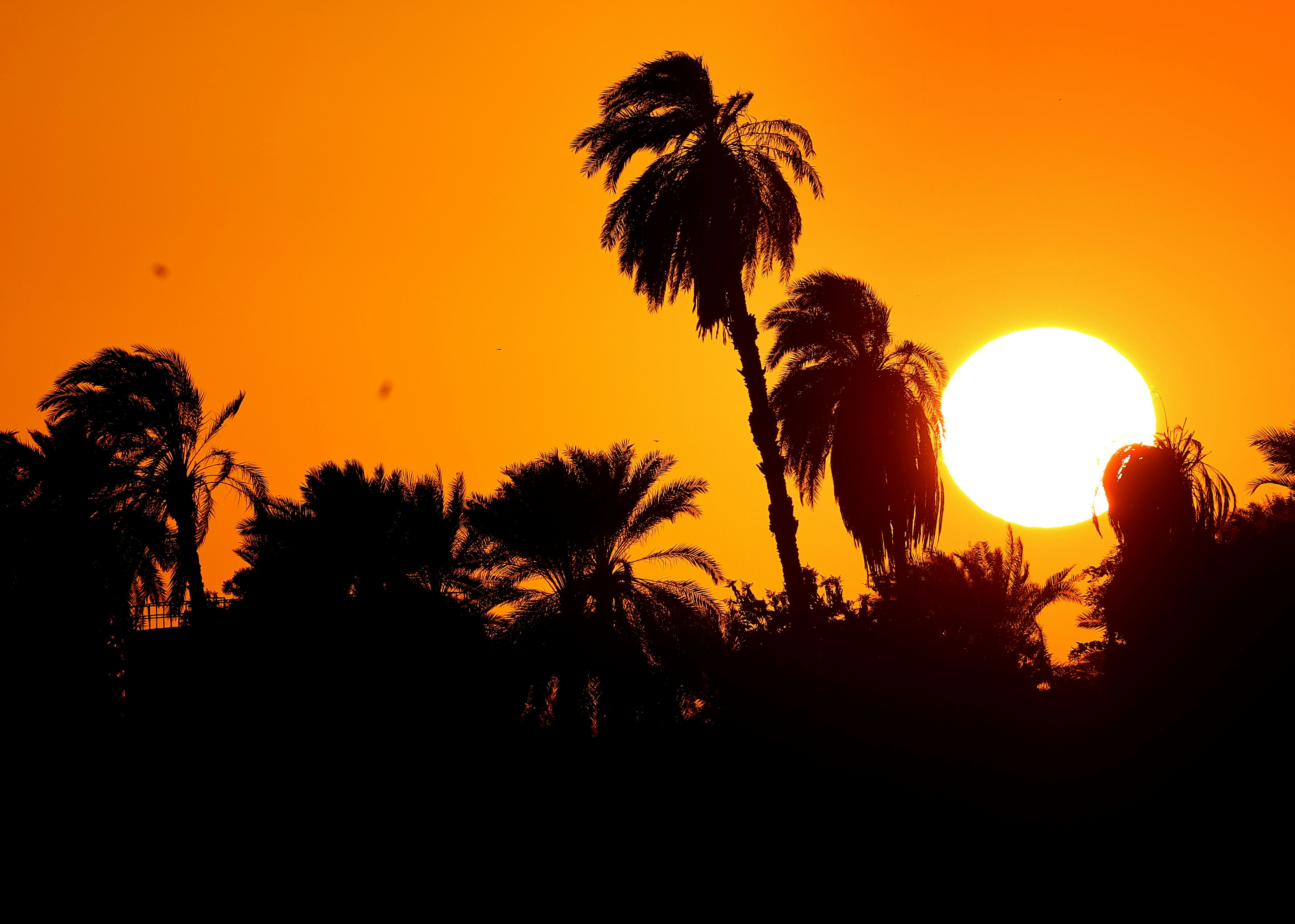 Silhouetted palm trees against a bright orange sky with a low sun.