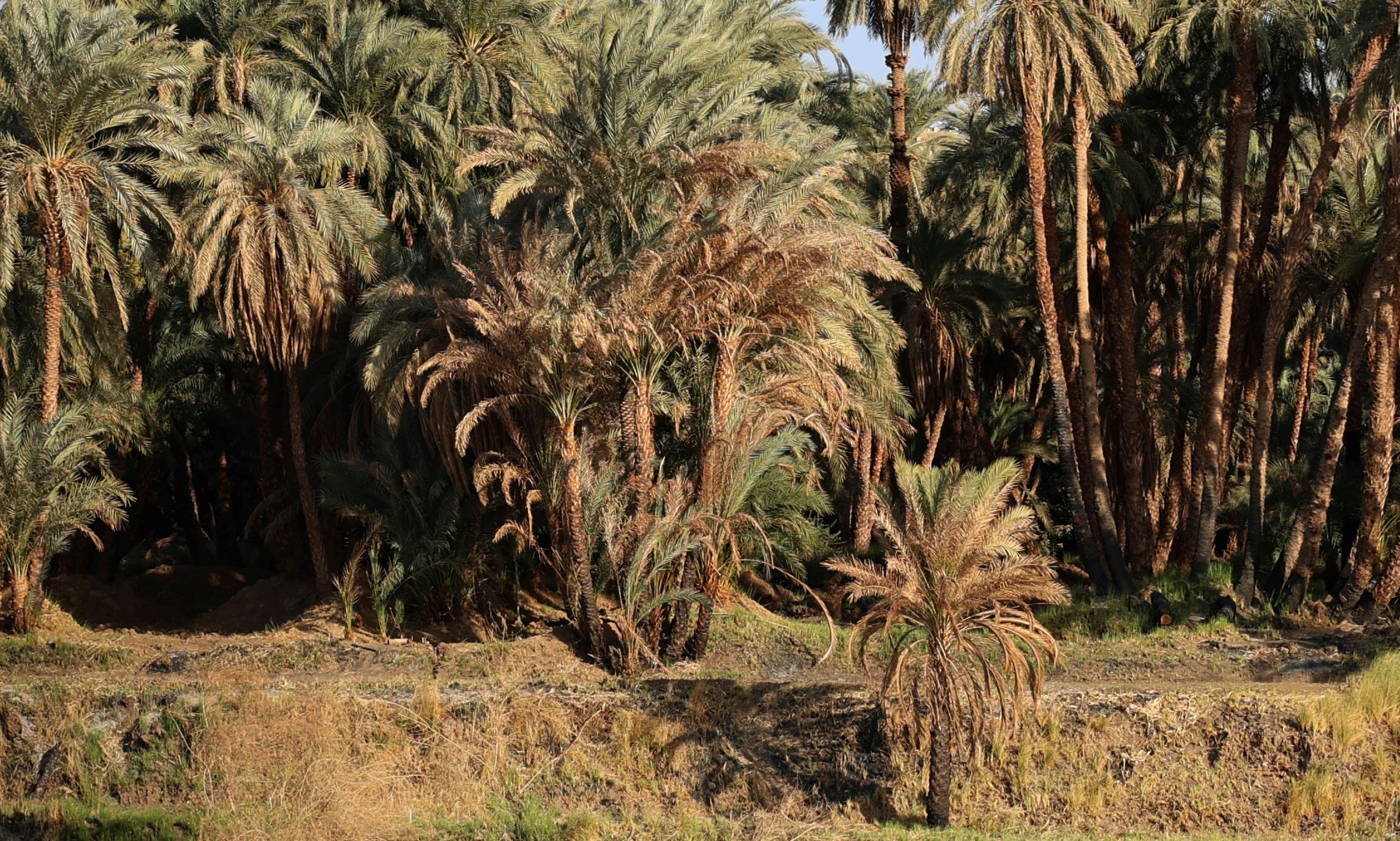 A dense grove of tall date palm trees with dry foliage in a desert.