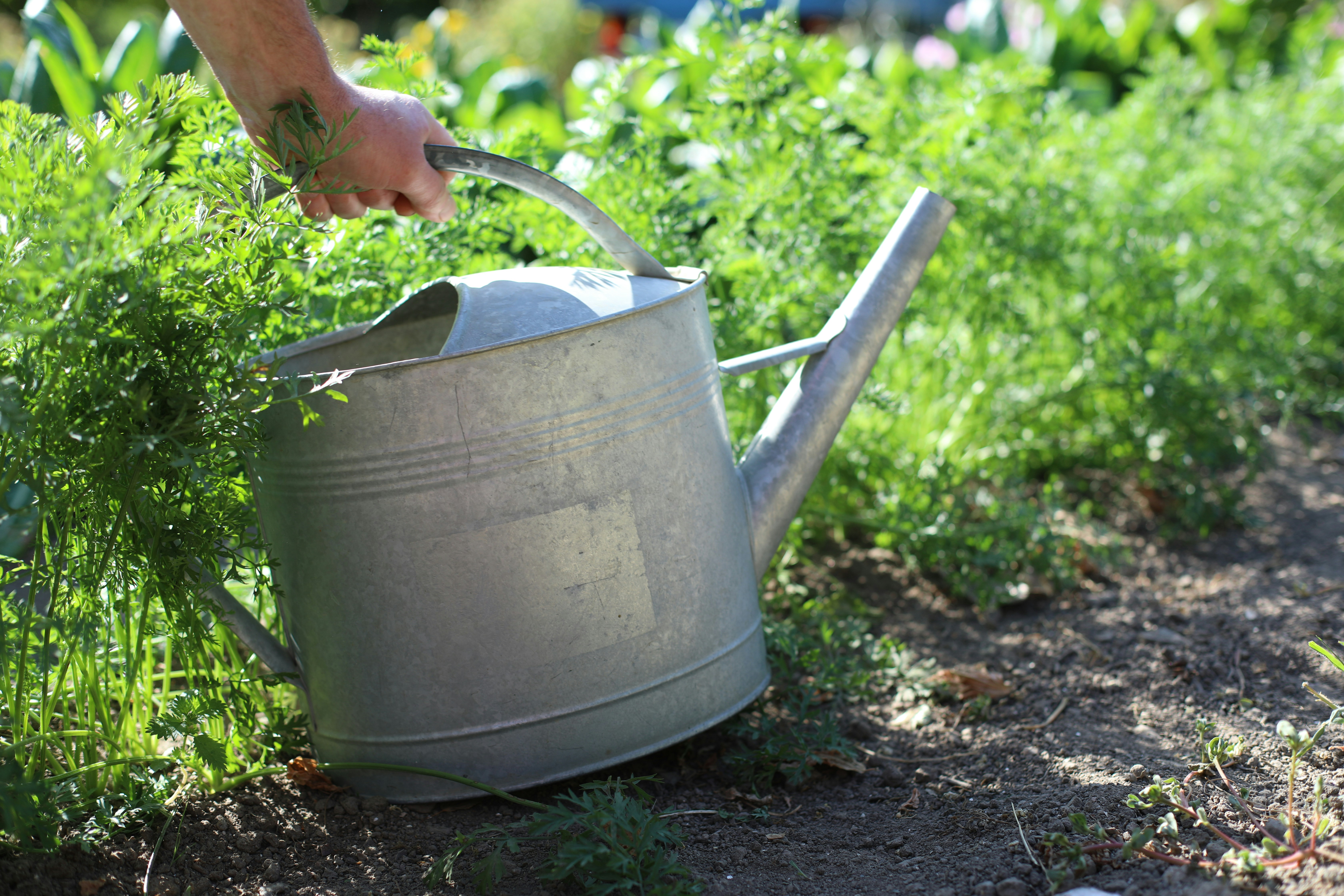 A hand holding a galvanized metal watering can in a lush vegetable garden