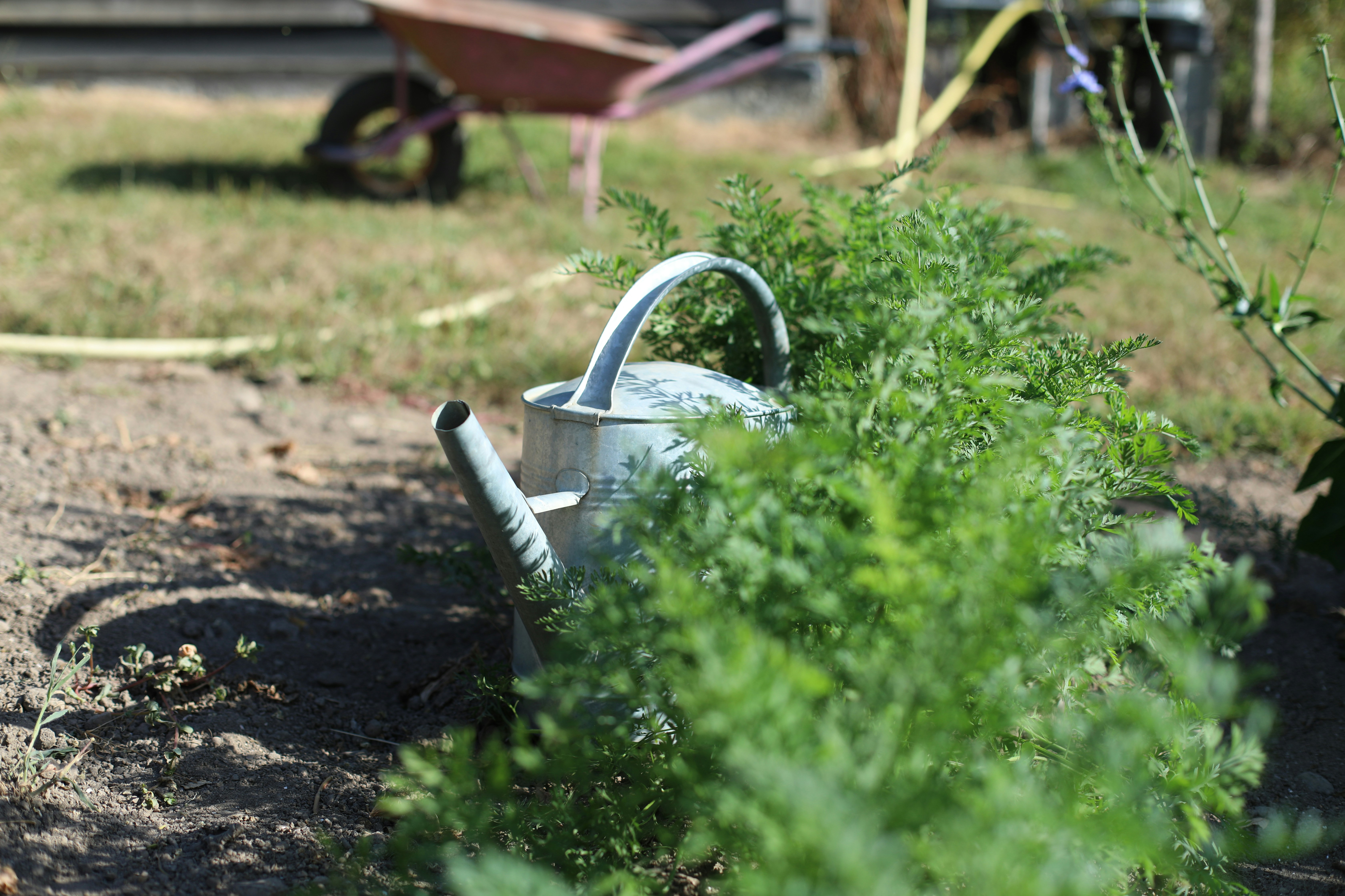 A metal watering can nestled among green carrot tops in a garden