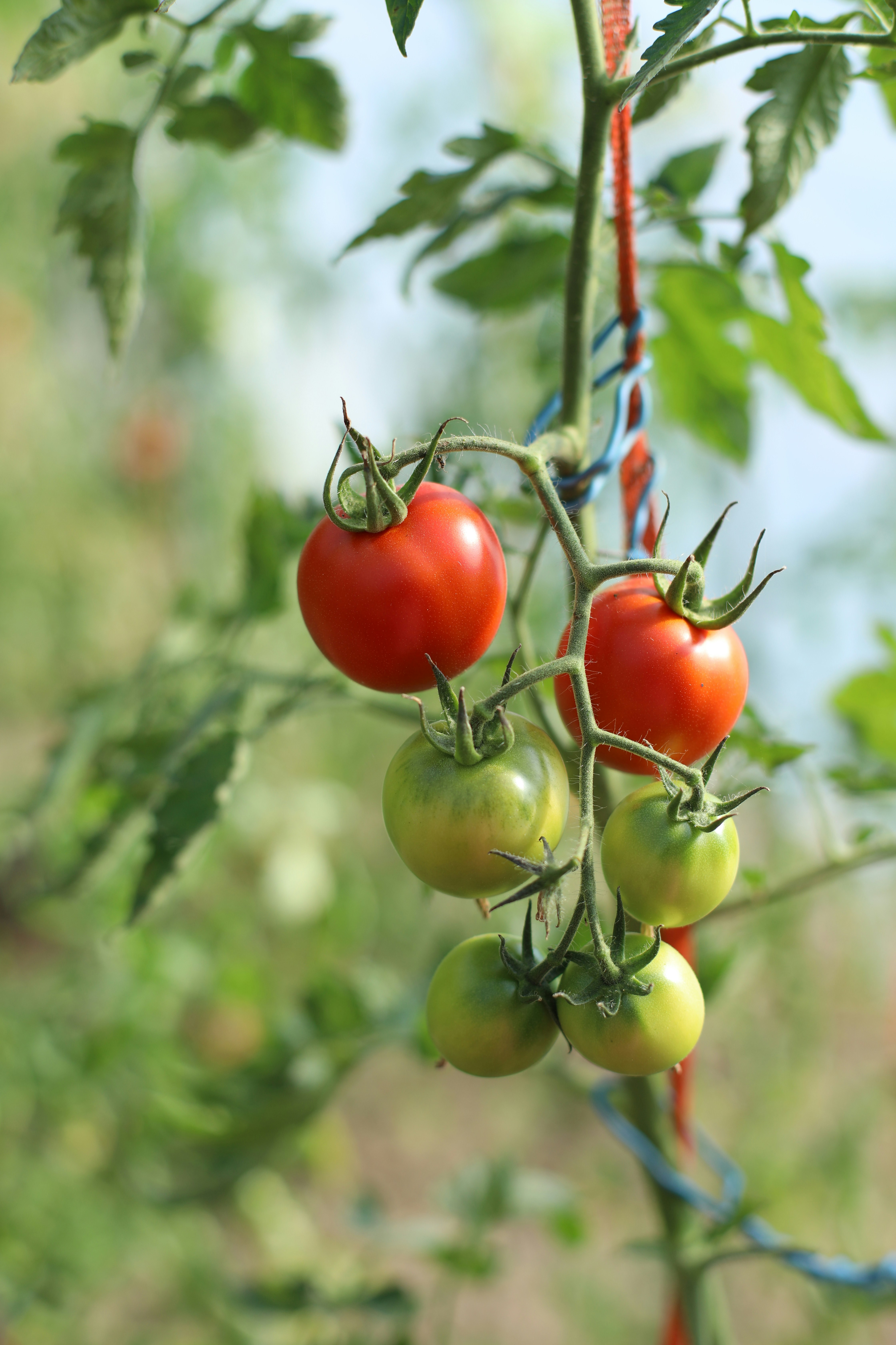 Um cacho de tomates vermelhos e verdes pendurados em uma videira