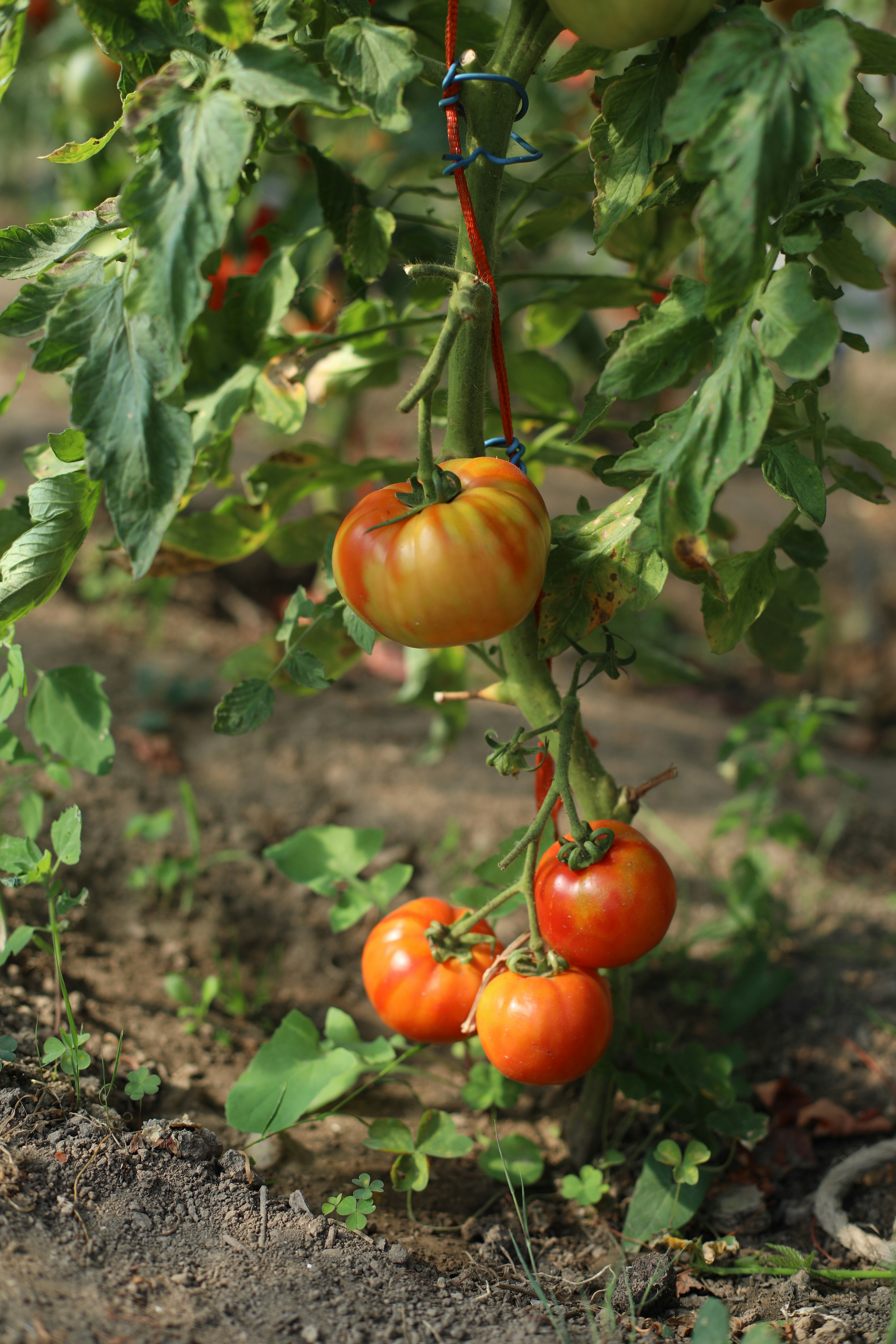 Um cacho de tomates amadurecendo pendurado em uma videira em um jardim