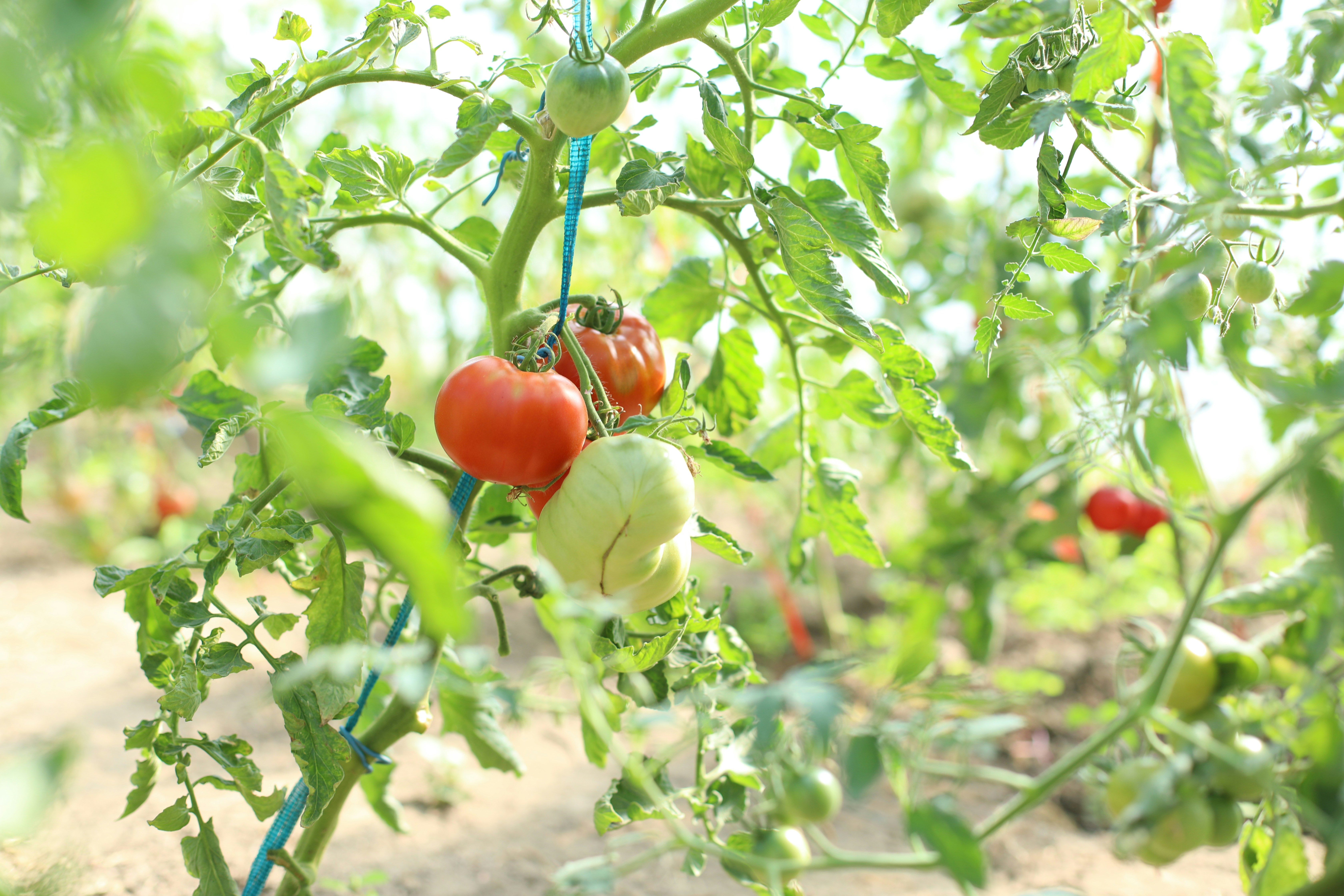 Tomates vermelhos e verdes crescendo em uma videira em um jardim iluminado pelo sol