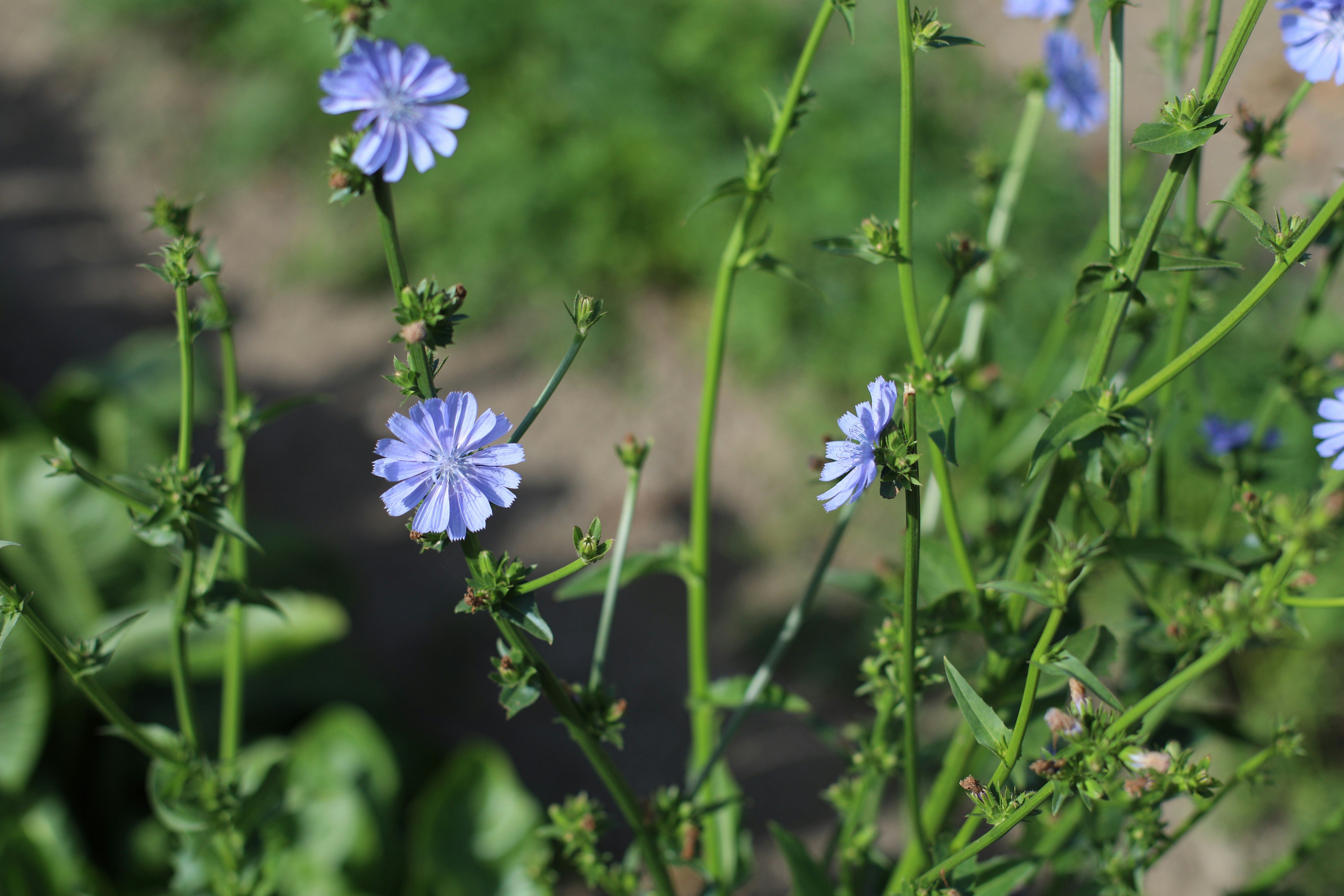 Flores de chicória azul-claro desabrochando em caules verdes e finos em um jardim