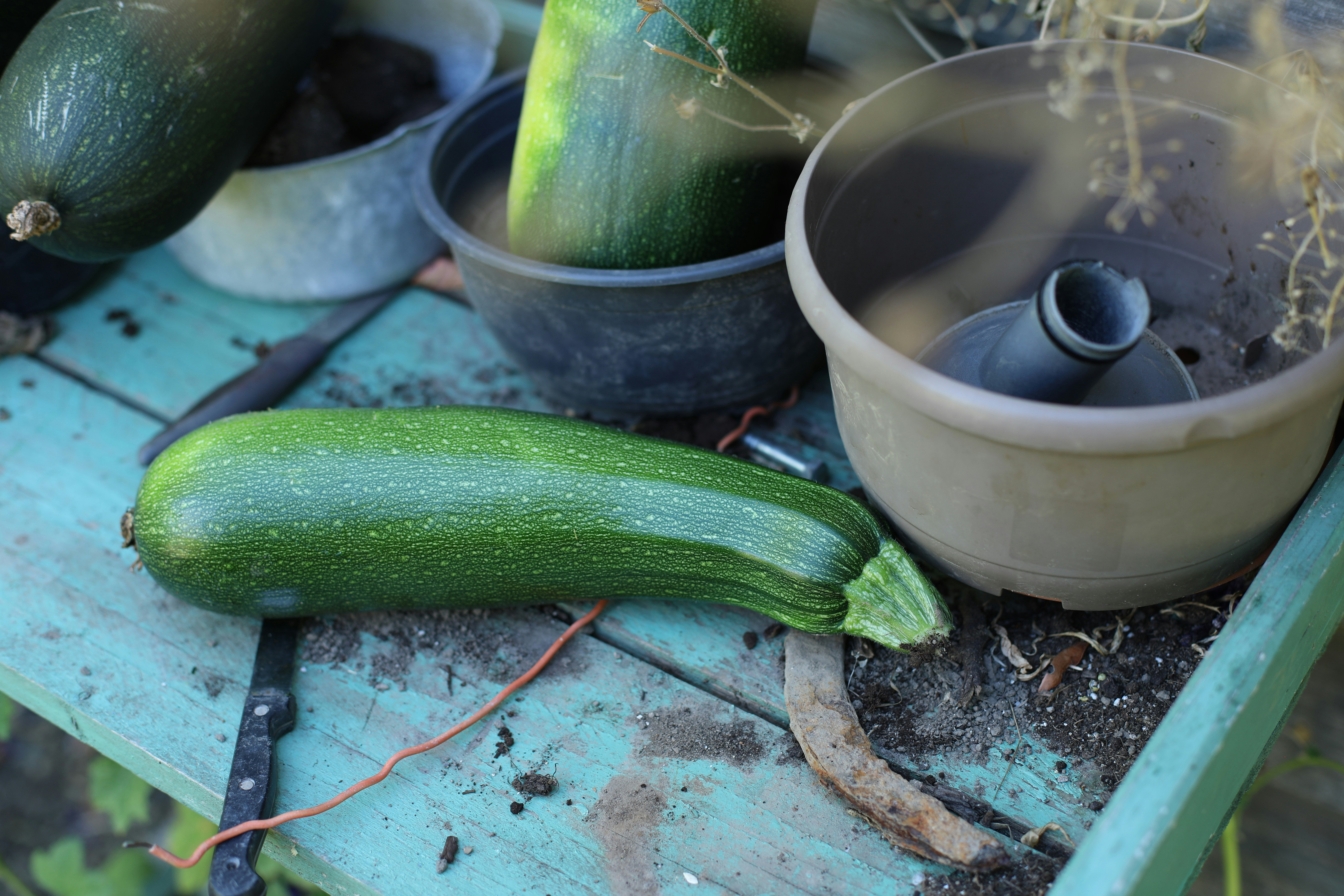 A green zucchini on a weathered turquoise wooden table with garden pots