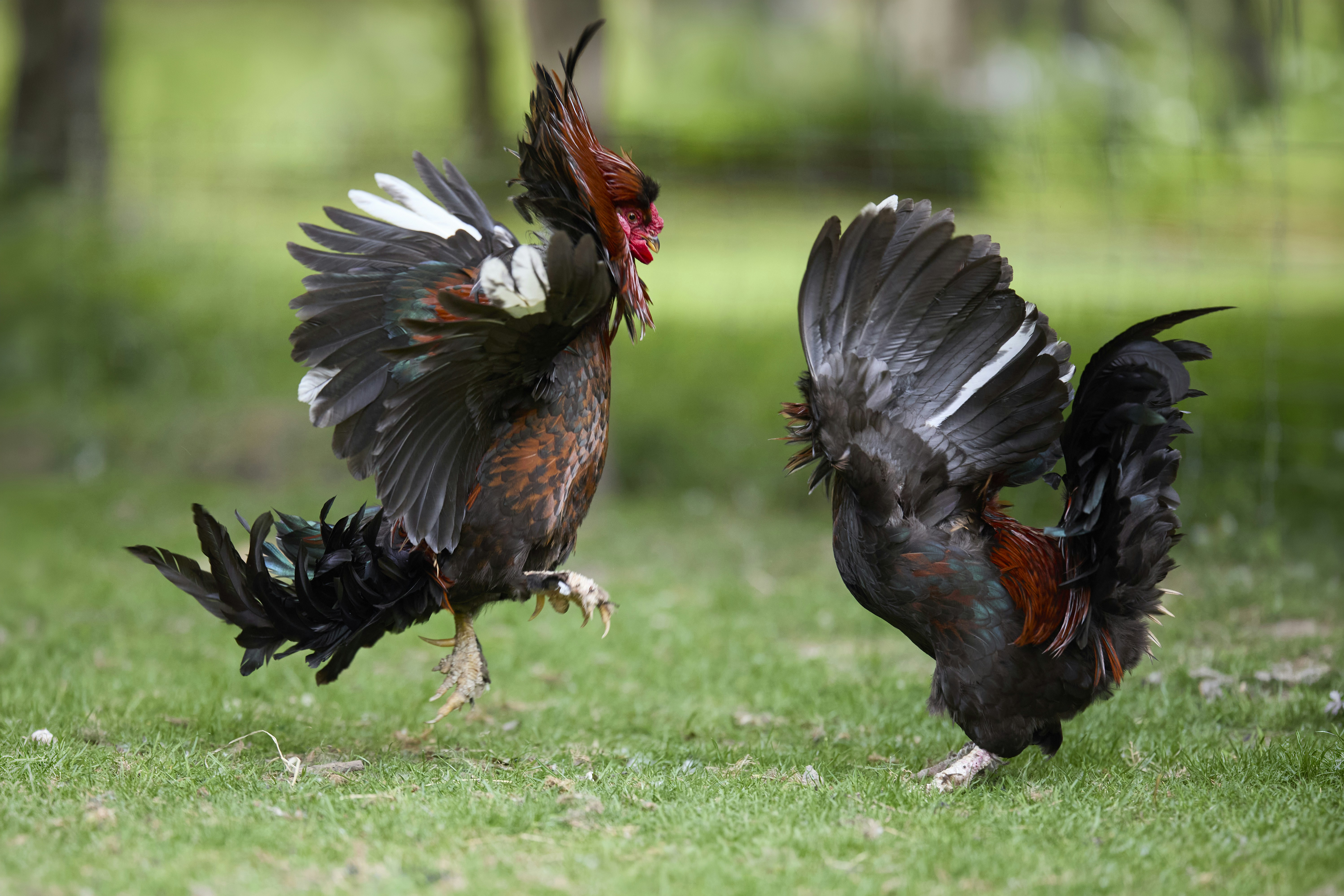 Two aggressive roosters engaged in a dynamic, mid-air skirmish on green grass. Their vibrant plumage, spread wings, and intense expressions capture a moment of feathered conflict.
