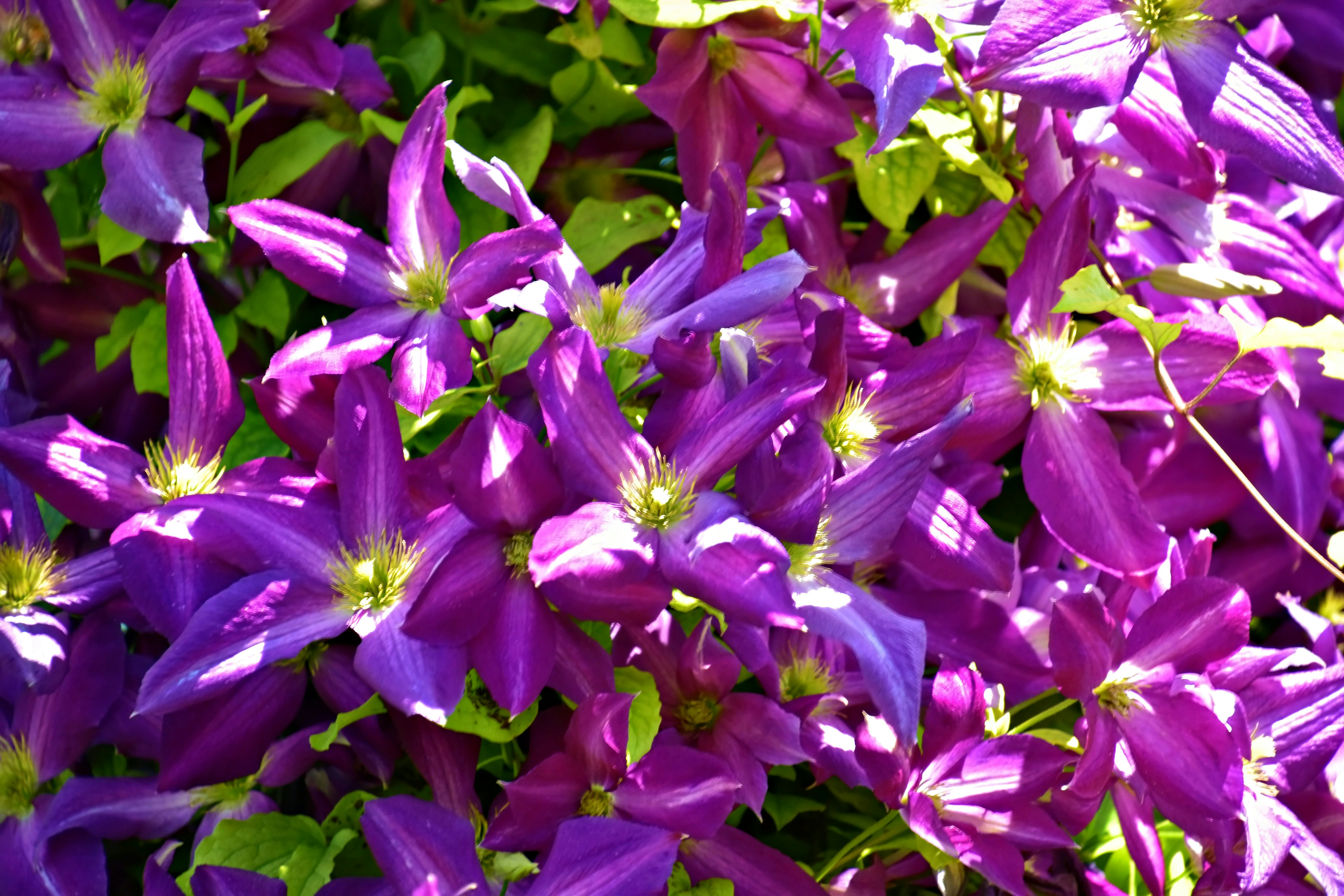 A dense cluster of vibrant purple clematis flowers with yellow centers in sunlight
