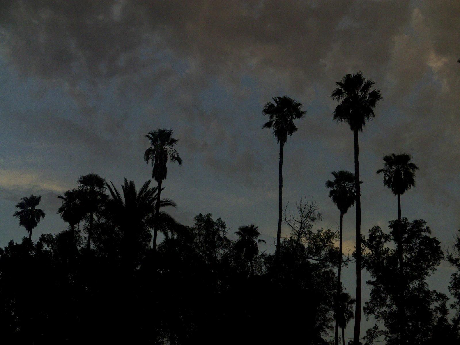 Silhouettes de palmiers sous un ciel d'orage, à Marrakech