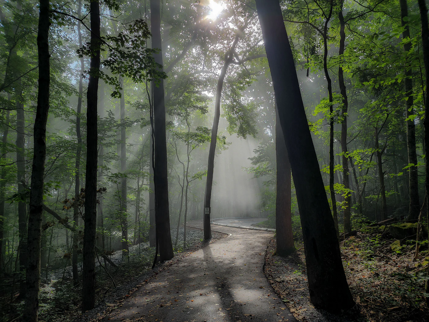 Sonnenlicht auf einem ruhigen Waldweg als Symbol für neue gelernte rauchfreie Wege