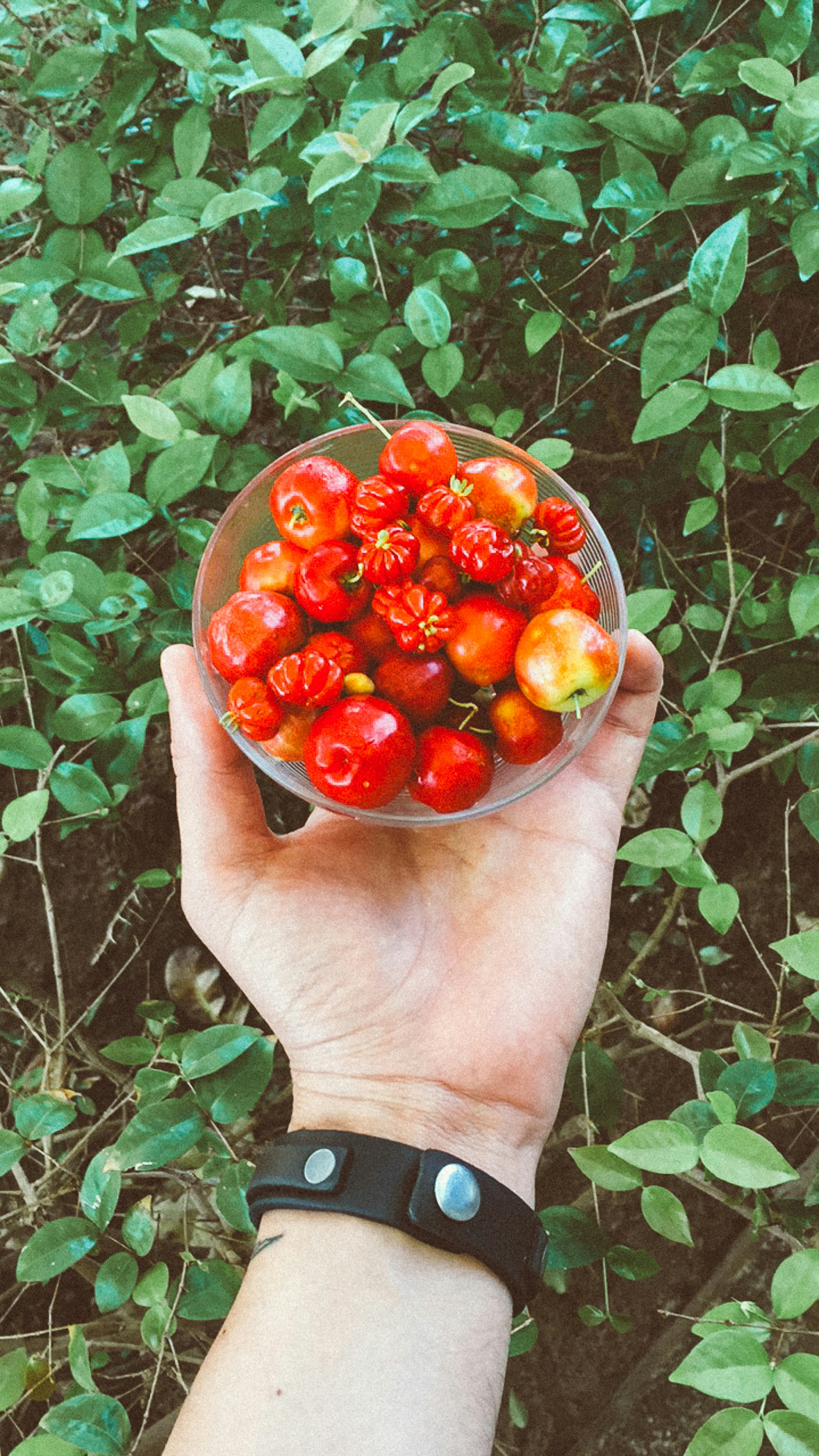 A hand holding a glass bowl filled with small red acerola cherries outdoors.