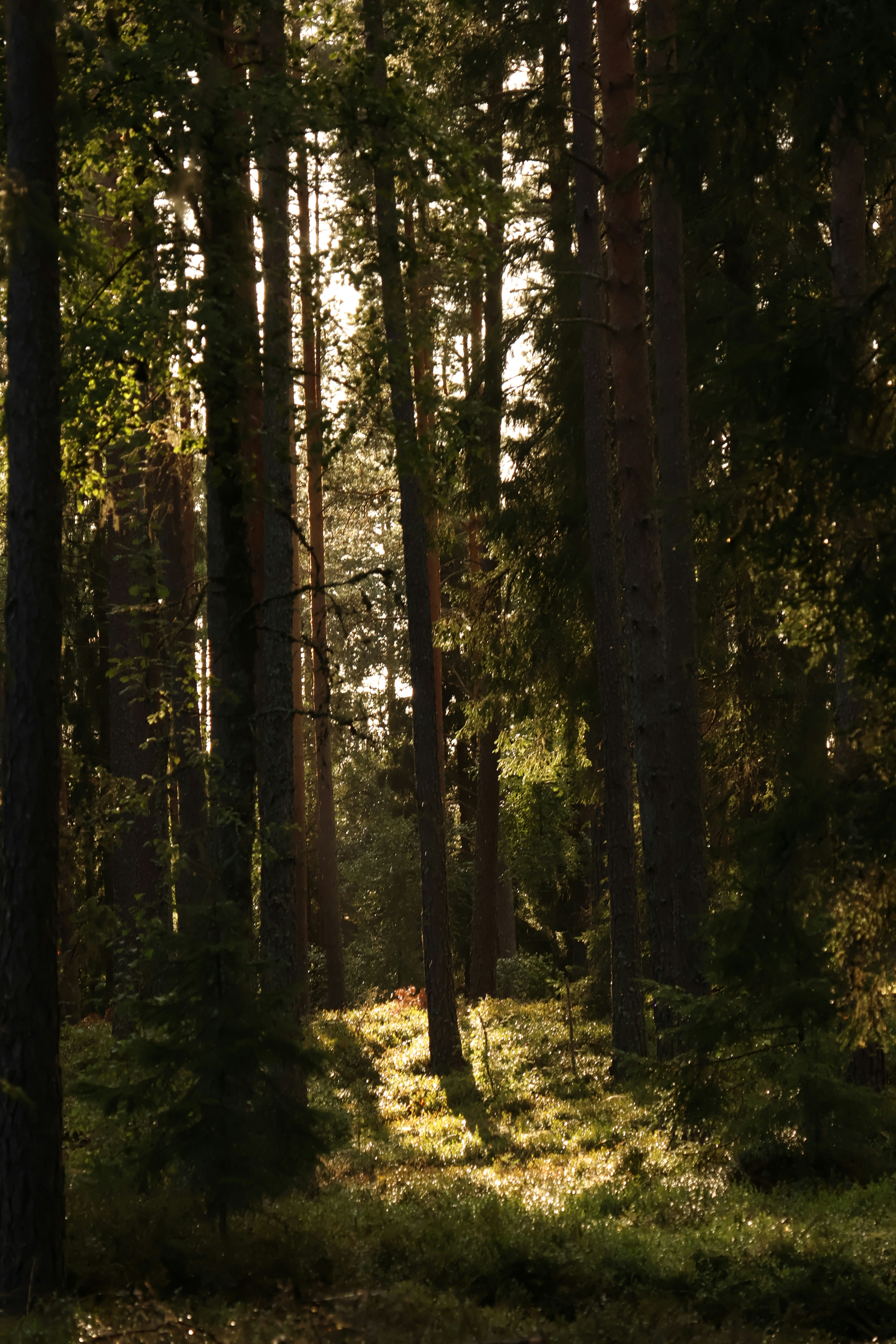 Tall pine trees in a dense forest with golden light filtering through the canopy