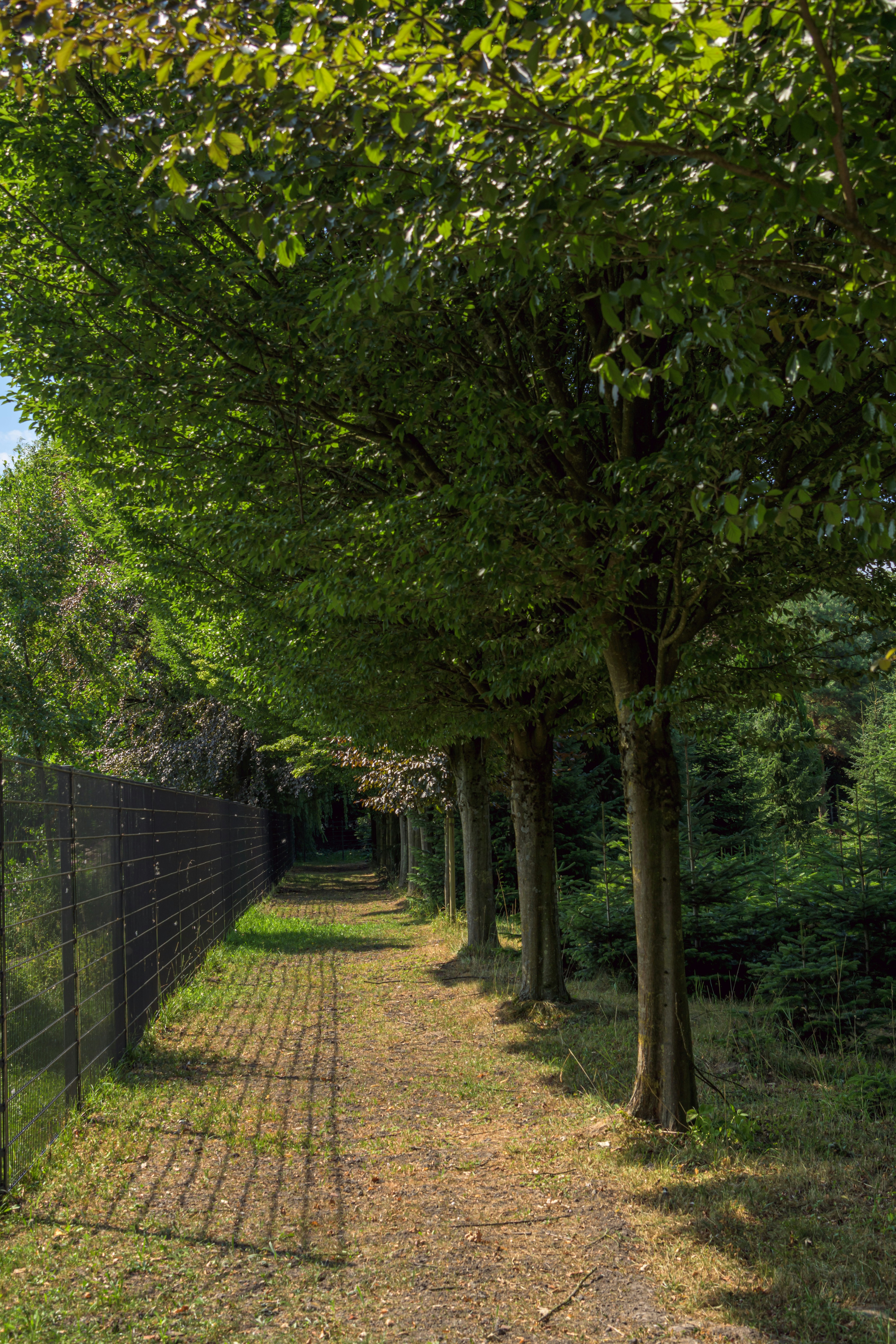 Una fila di alberi che costeggia un sentiero di terra accanto a una recinzione di metallo