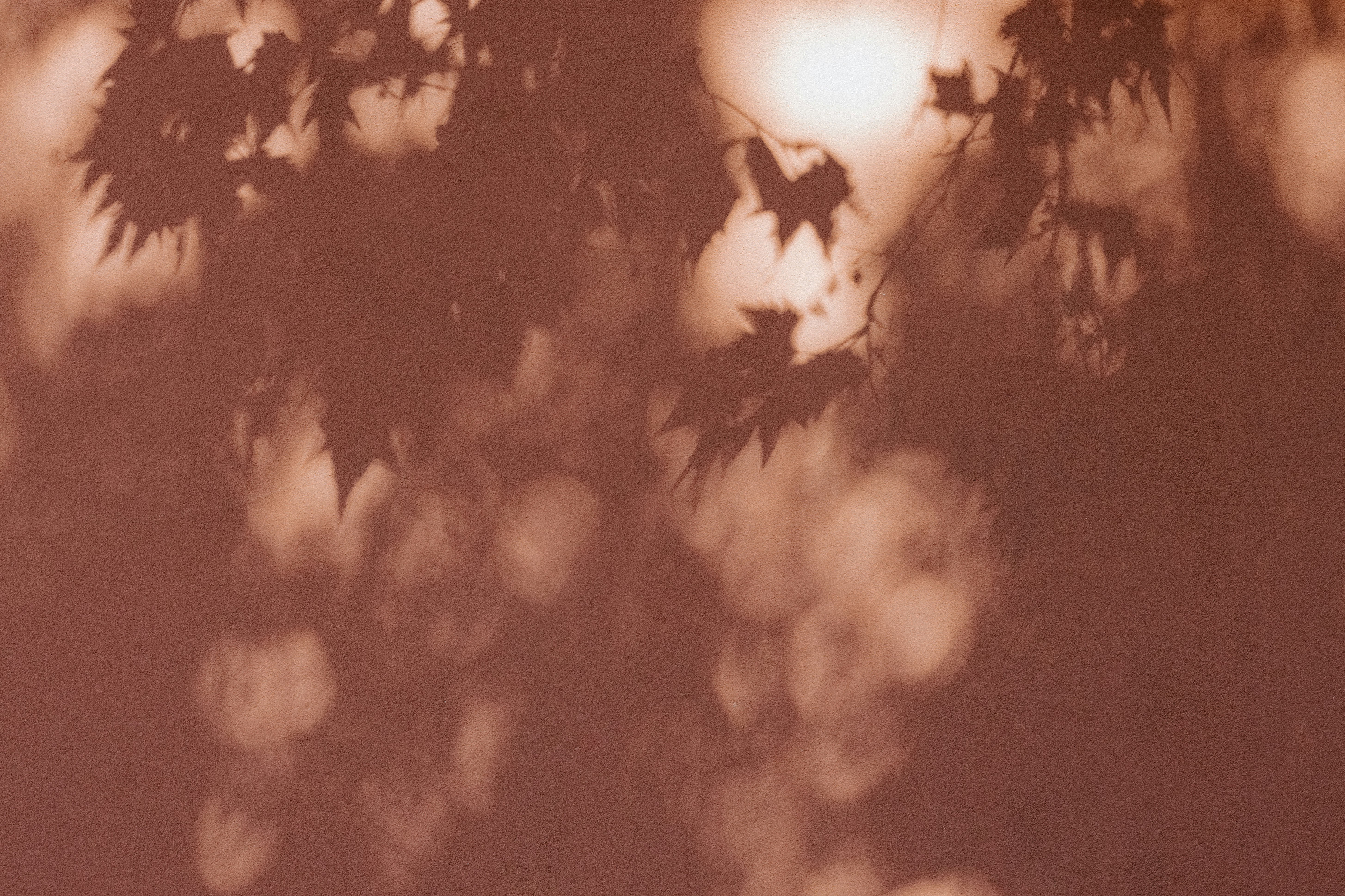 Shadows of maple leaves cast onto a solid terracotta wall in soft light.