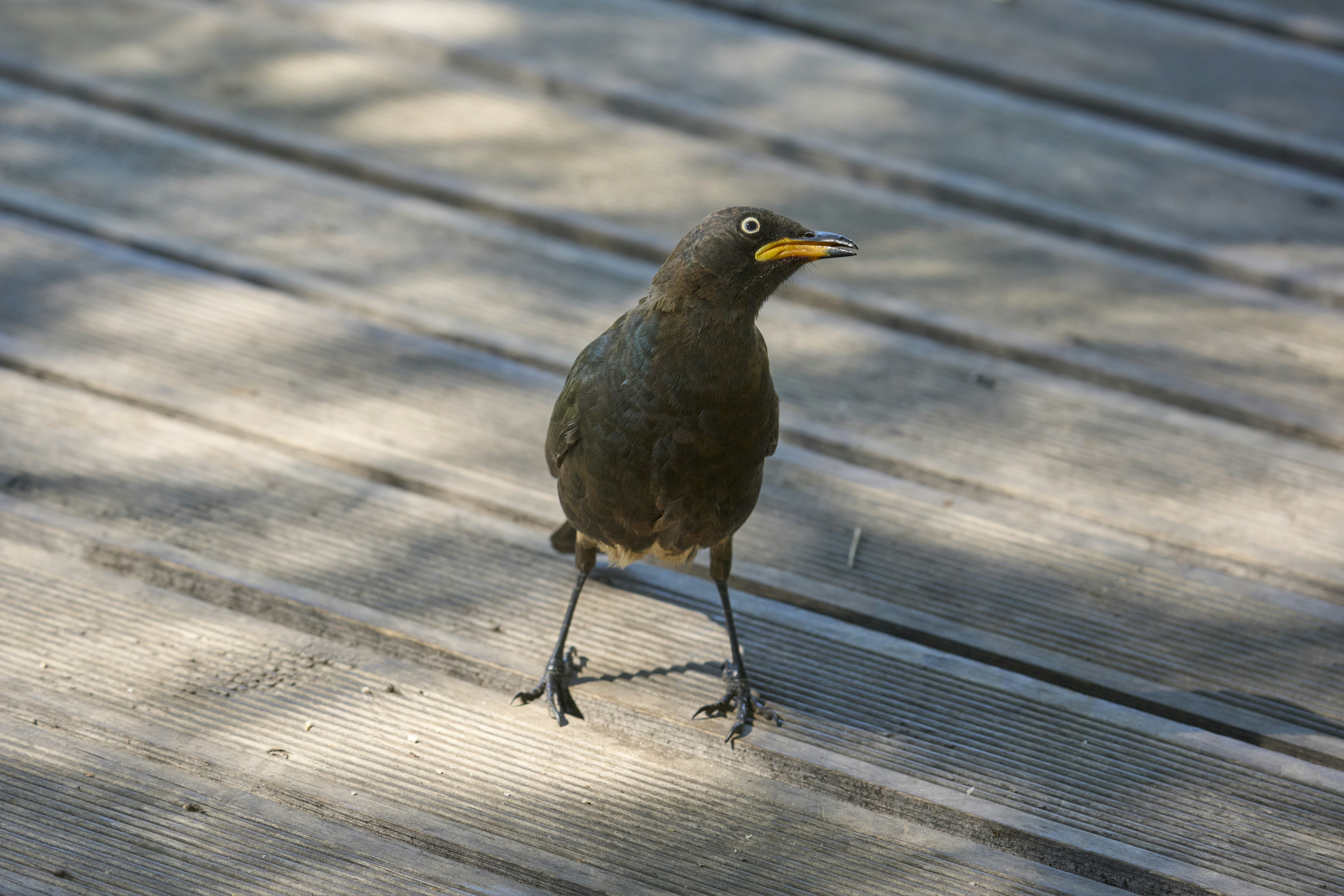 A blackbird with a yellow beak on a wooden deck.
