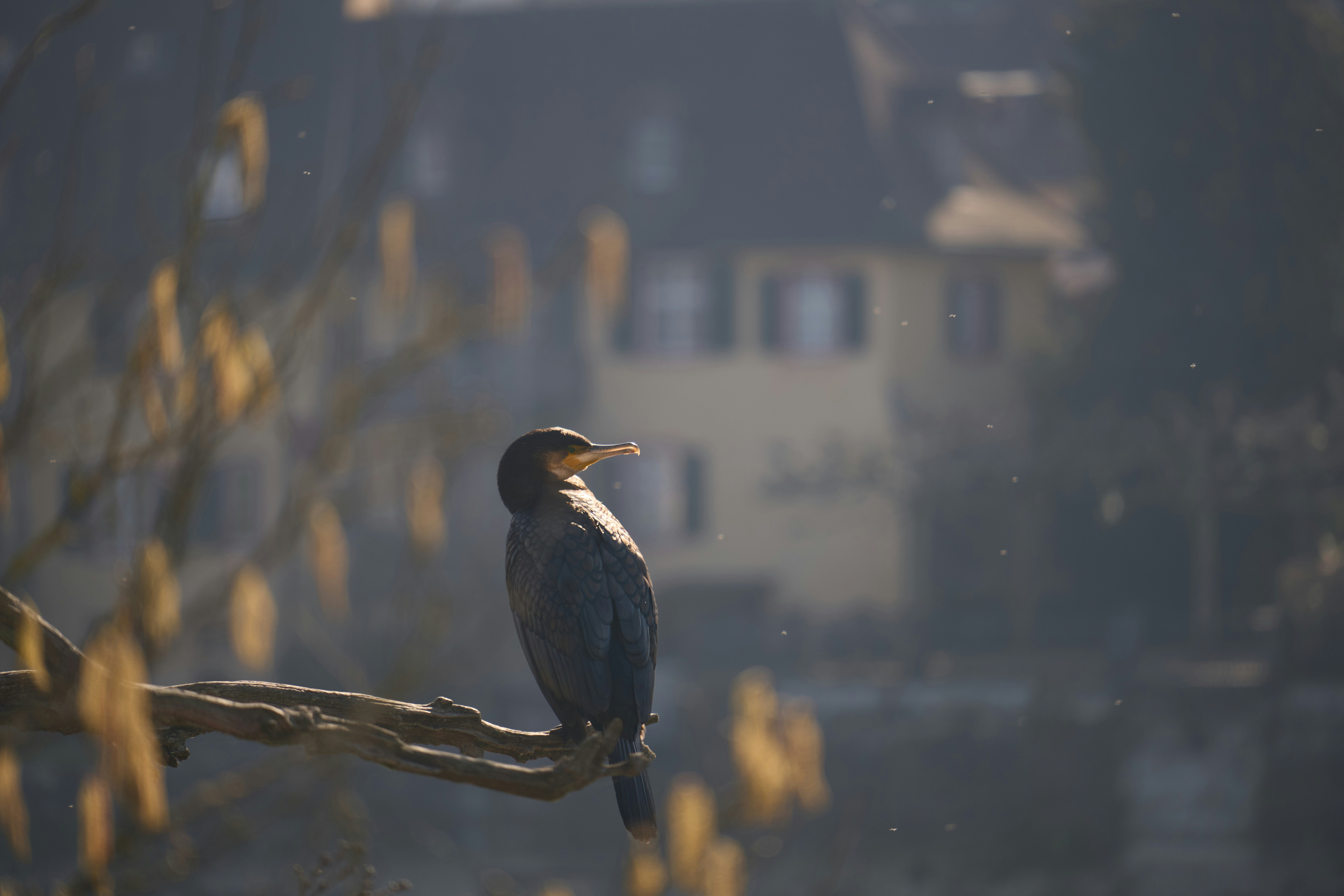 A great cormorant perched on a bare branch in soft golden light.