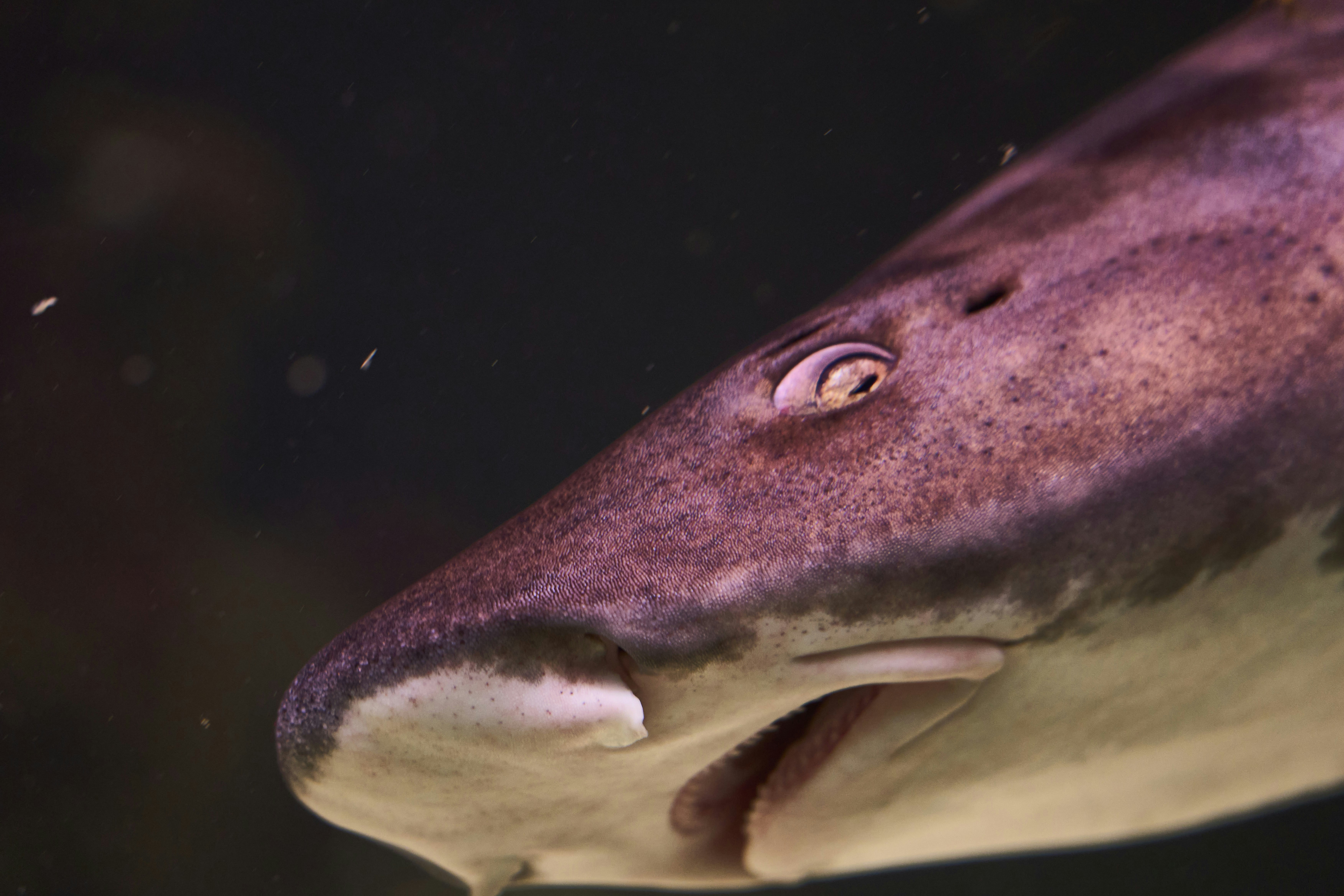 A close-up of a shark head with mottled brown skin and visible eye.
