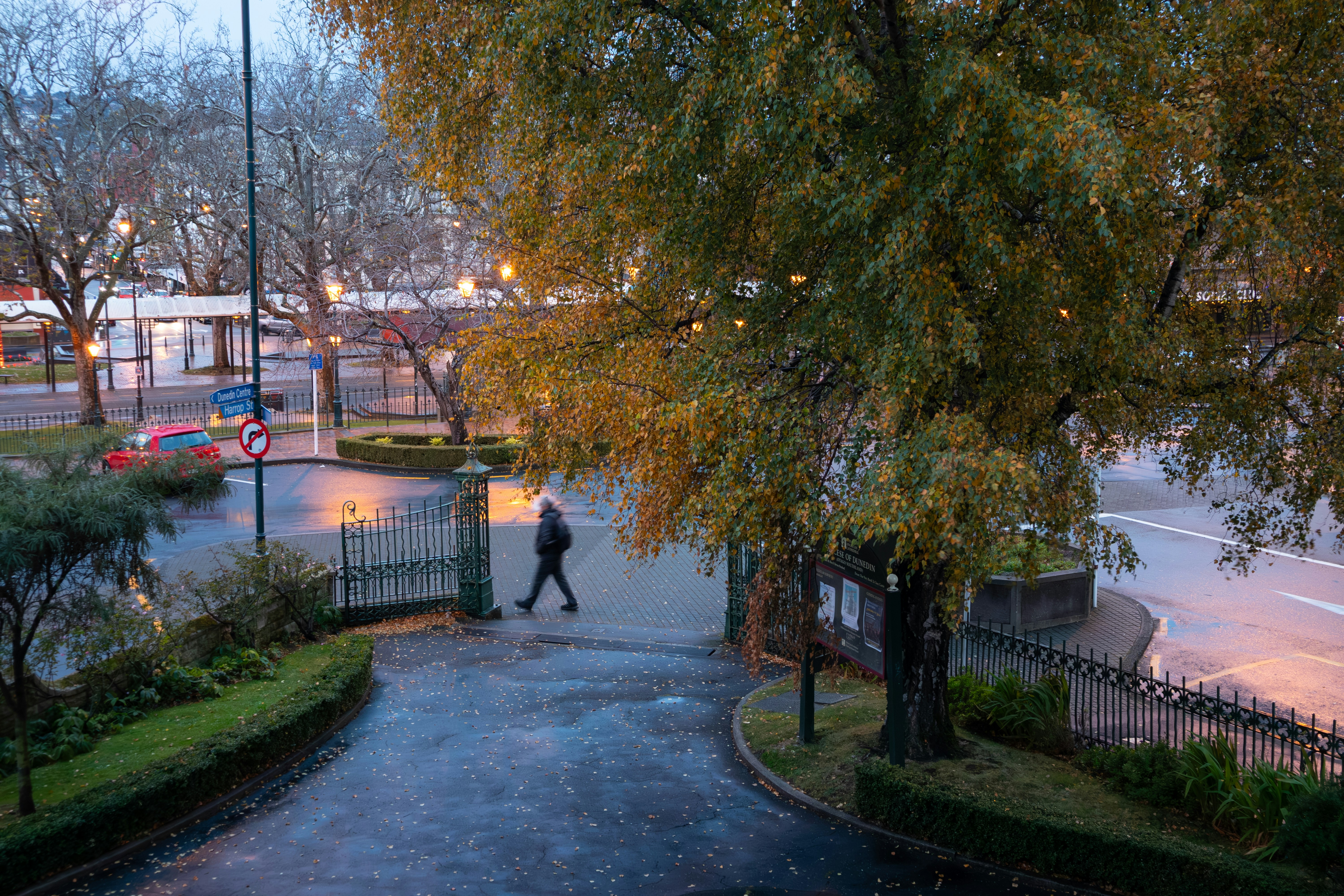 A person walking past a wrought iron gate and a large autumn tree in the late afternoon