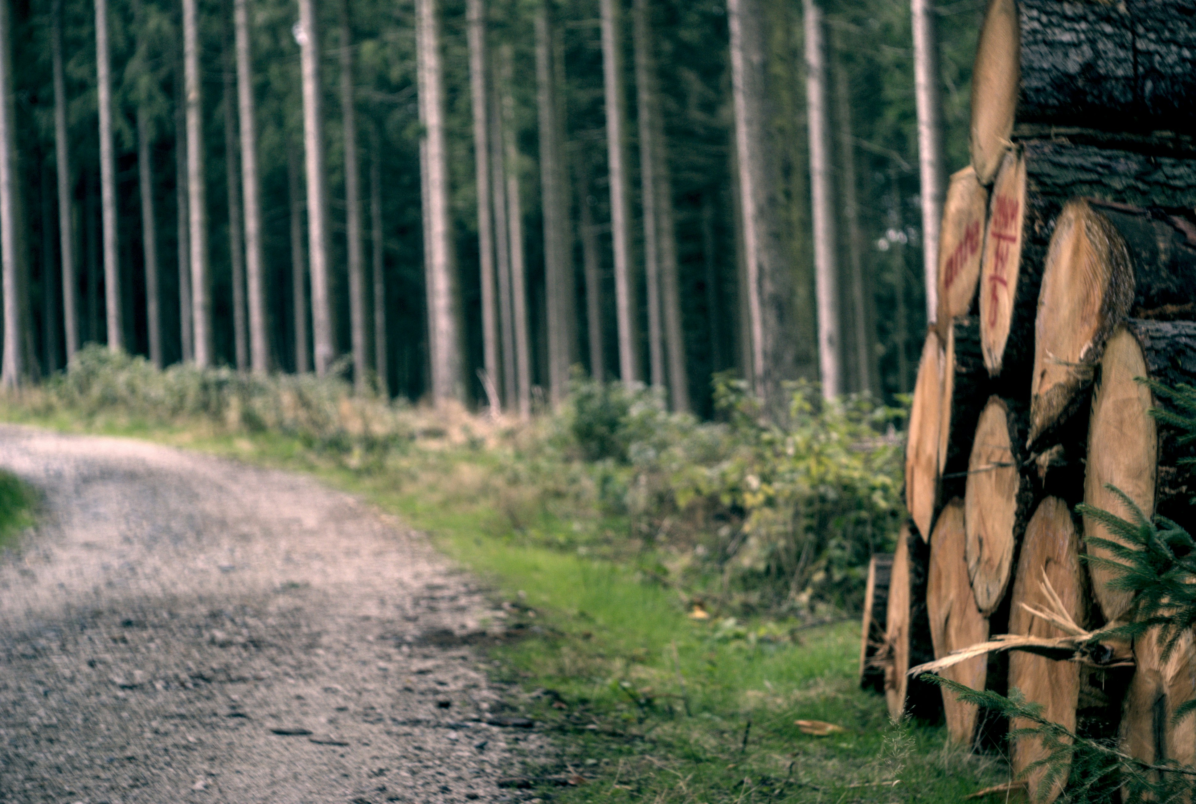 Stacked cut logs beside a gravel forestry road bordered by straight rows of pine trees.