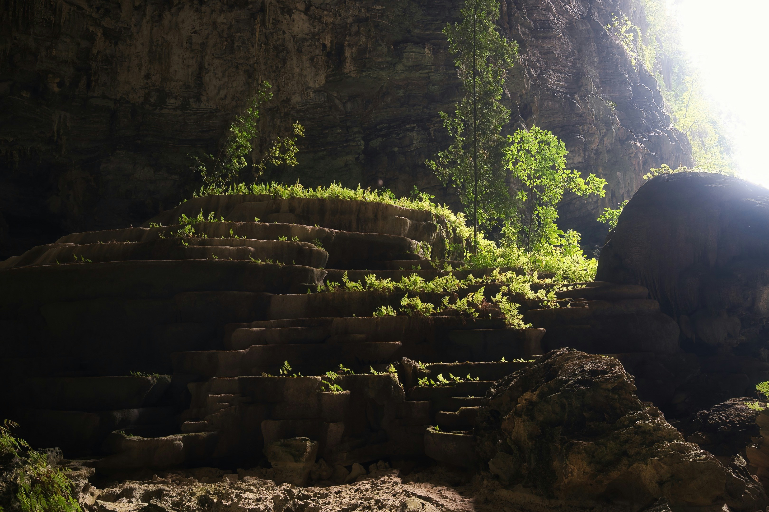 Ferns growing on tiered limestone formations inside a sunlit cave entrance
