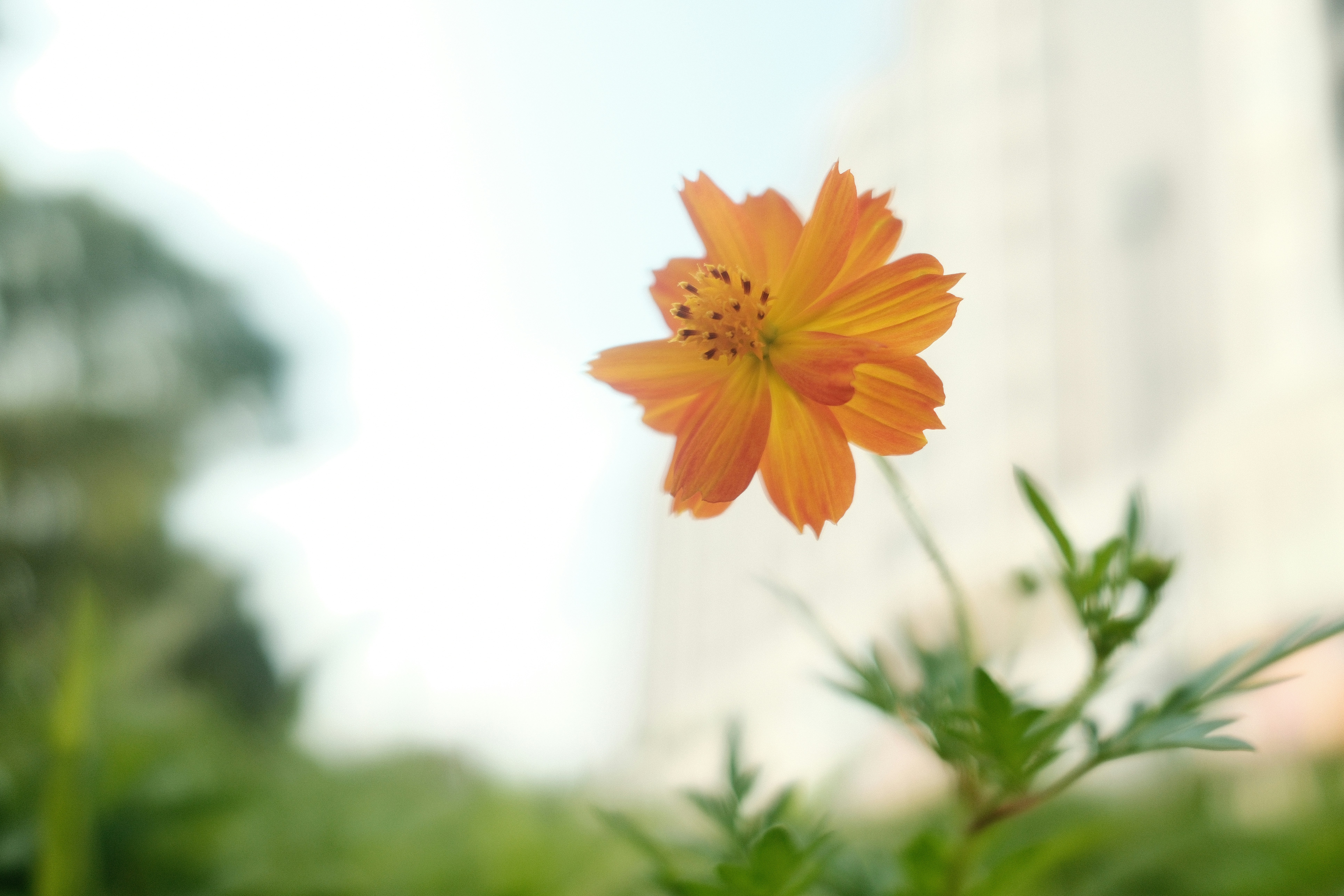 A bright orange cosmos flower blooming against a soft, out-of-focus background