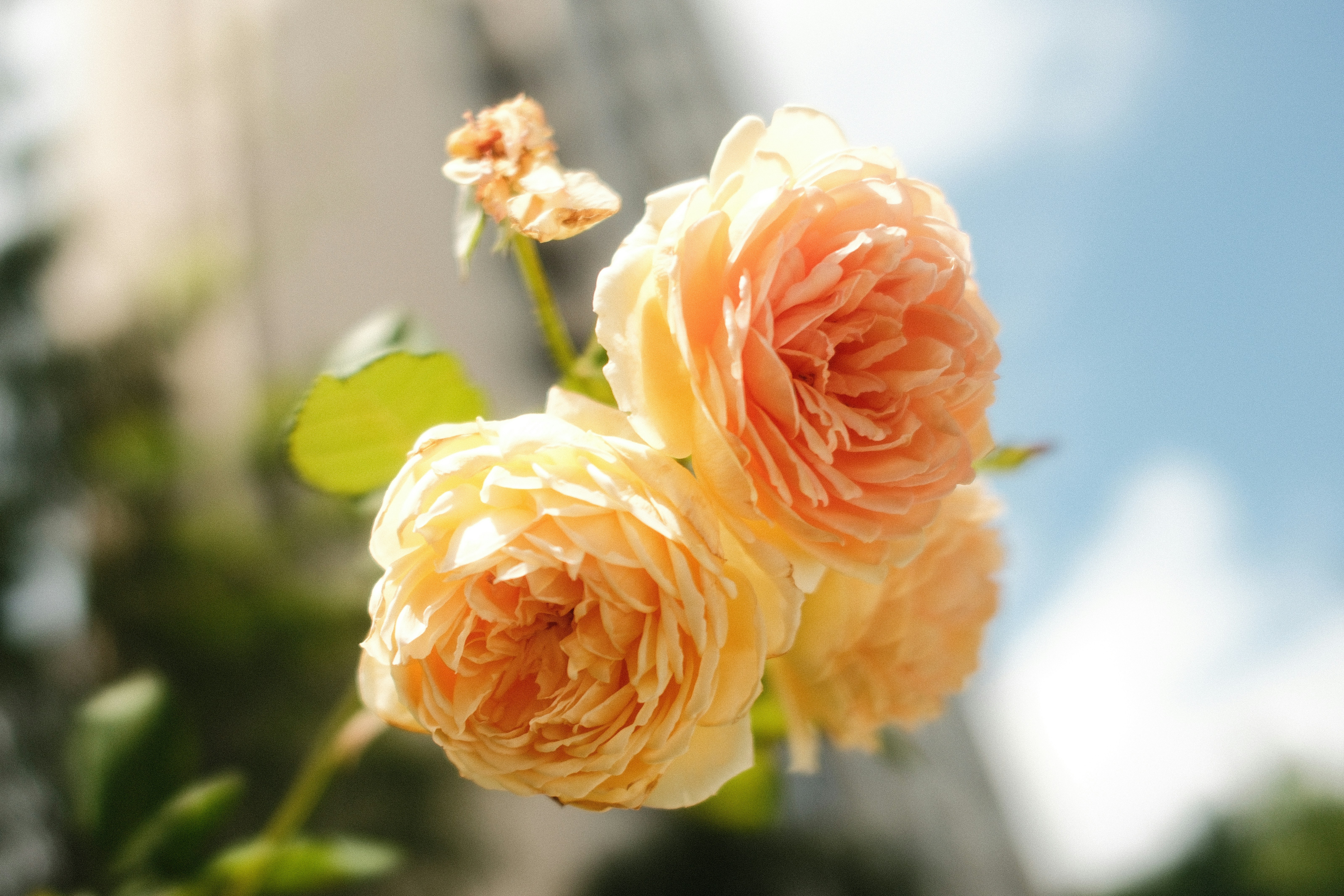 Three pale peach roses in bloom against a bright blue sky